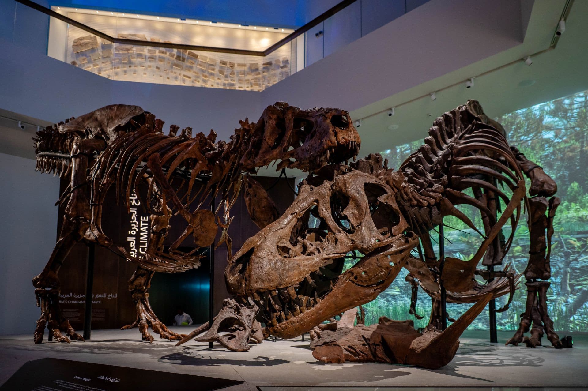 Museum Pass: Zayed National Museum + Natural History Museum + Louvre Abu Dhabi Tickets - تصویر 7