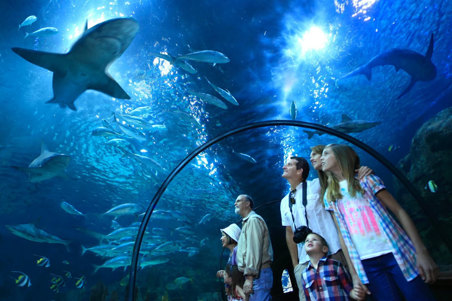 Loro Parque Ticket - تصویر 4