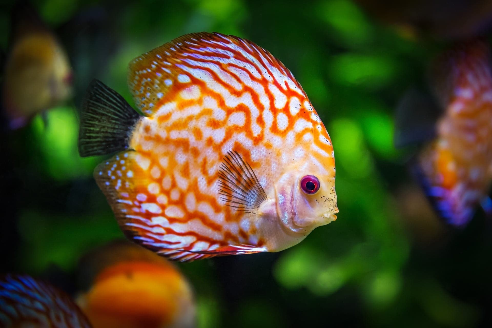 Miami: Snorkeling Adventure off a Secluded Island from South Beach - تصویر 4
