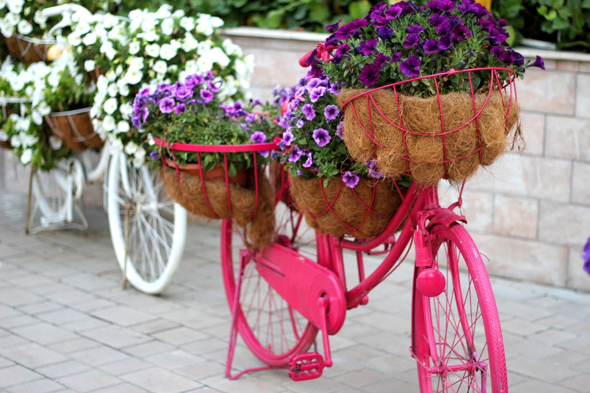 Dubai Miracle Garden Ticket - تصویر 12