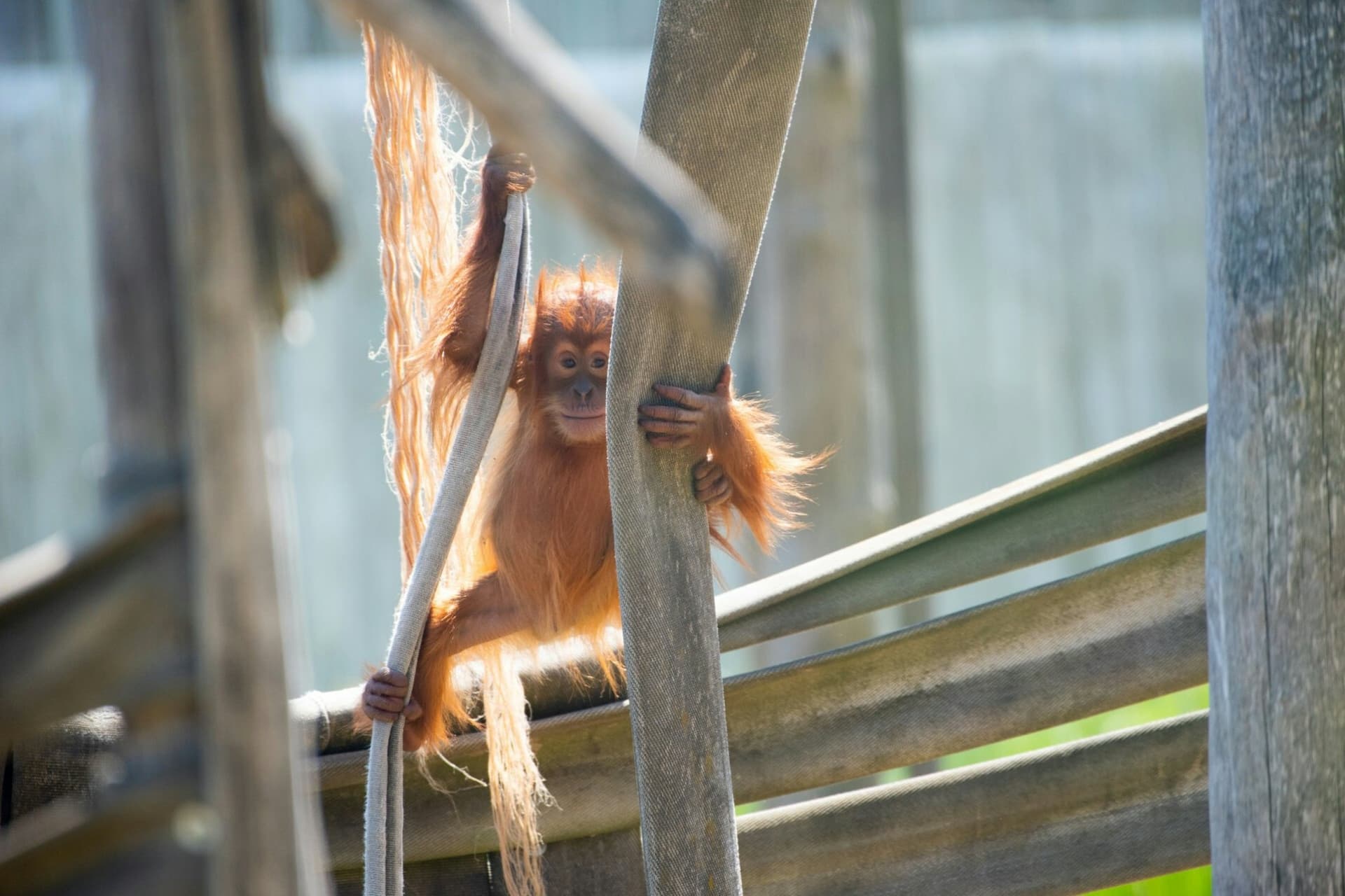 Amnéville Zoo Fast Track Ticket - تصویر 9