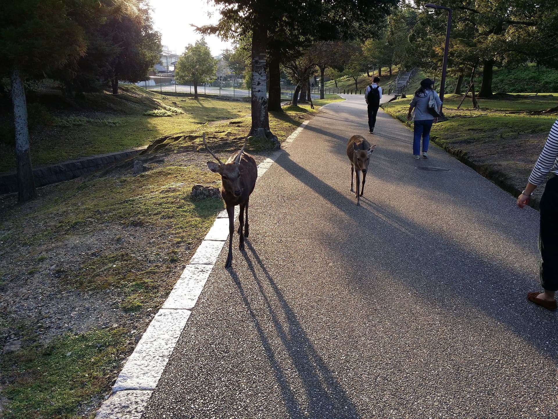 Kyoto and Nara Full-Day Tour from Kyoto - تصویر 9