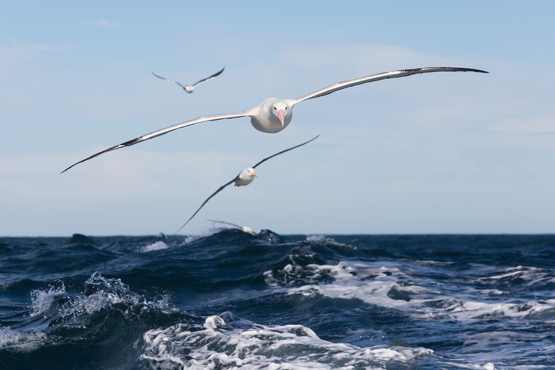 Monarch Wildlife Cruise and Peninsula Encounter Tour - تصویر 5