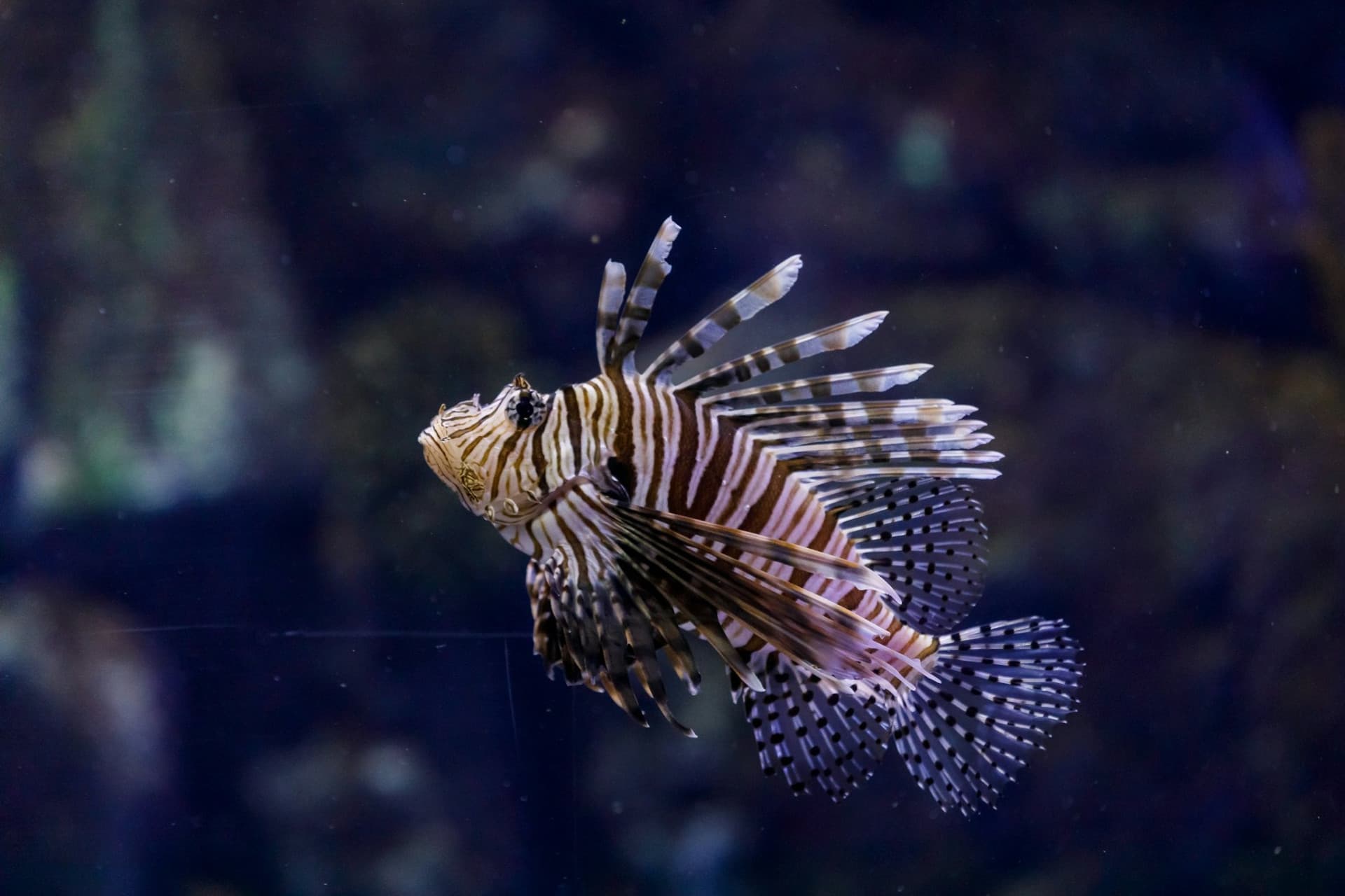 Atlantis Aquarium Madrid Ticket - تصویر 10