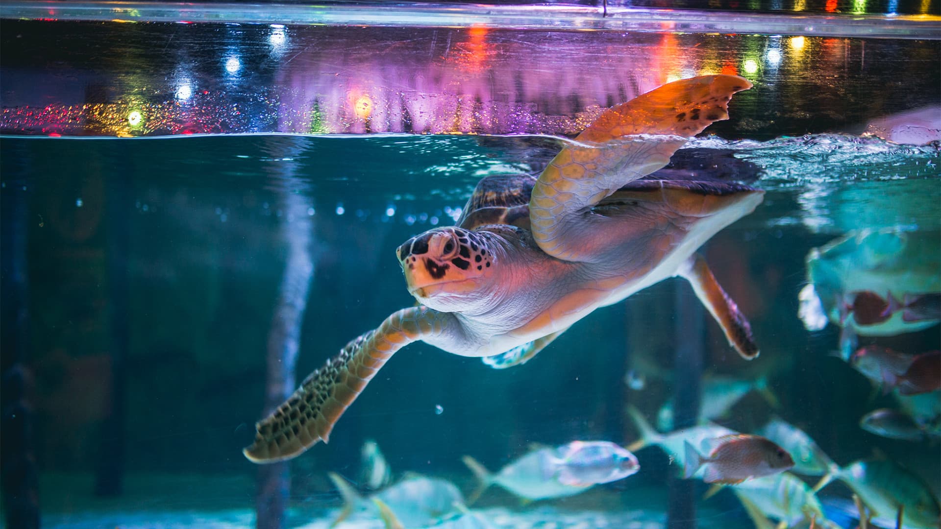 SEA LIFE Bangkok Ocean World Ticket - تصویر 4
