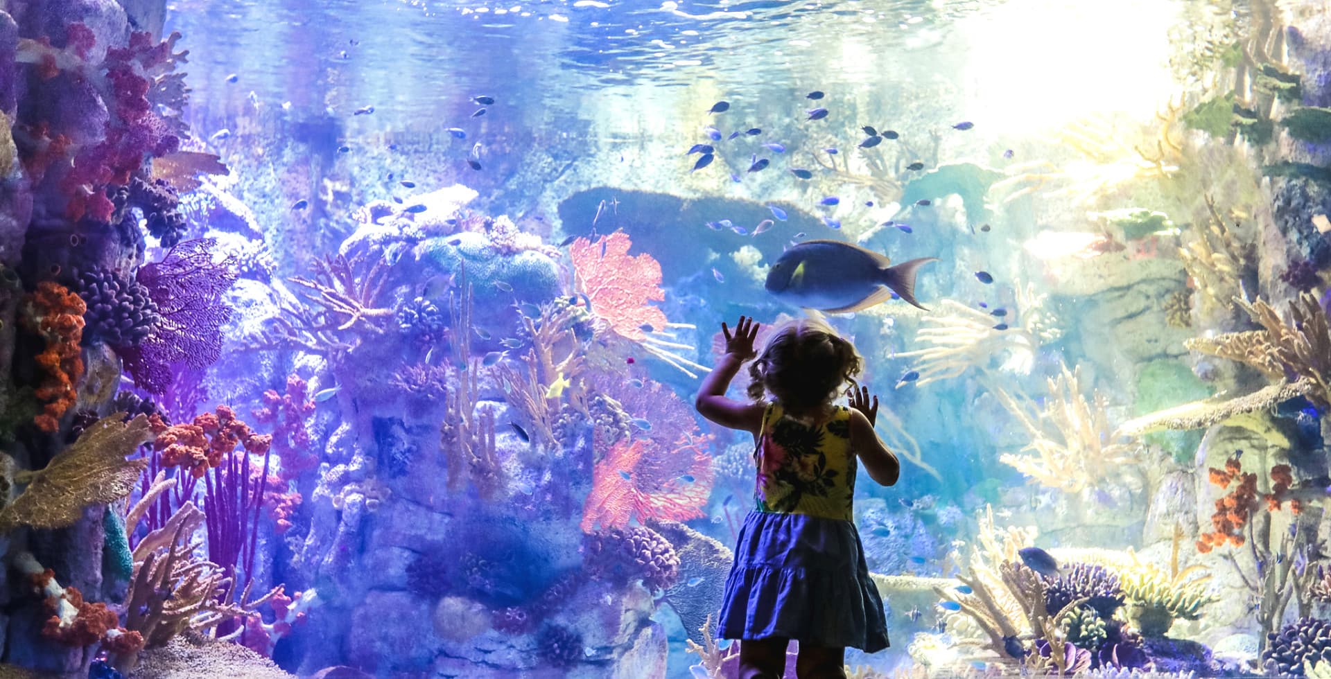 Go City San Diego All-Inclusive Pass: Save Up to 50% on Attractions - تصویر 2