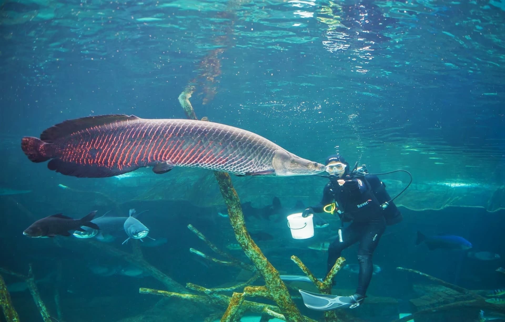 Aquaria Phuket - تصویر 28
