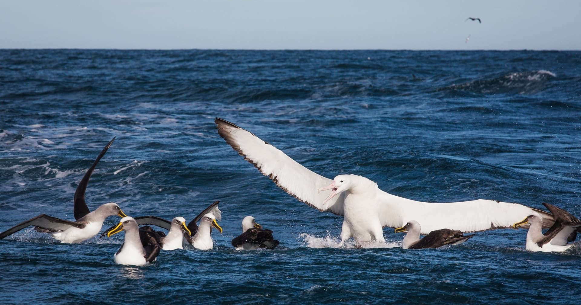 Monarch Wildlife Cruise and Peninsula Encounter Tour - تصویر 7