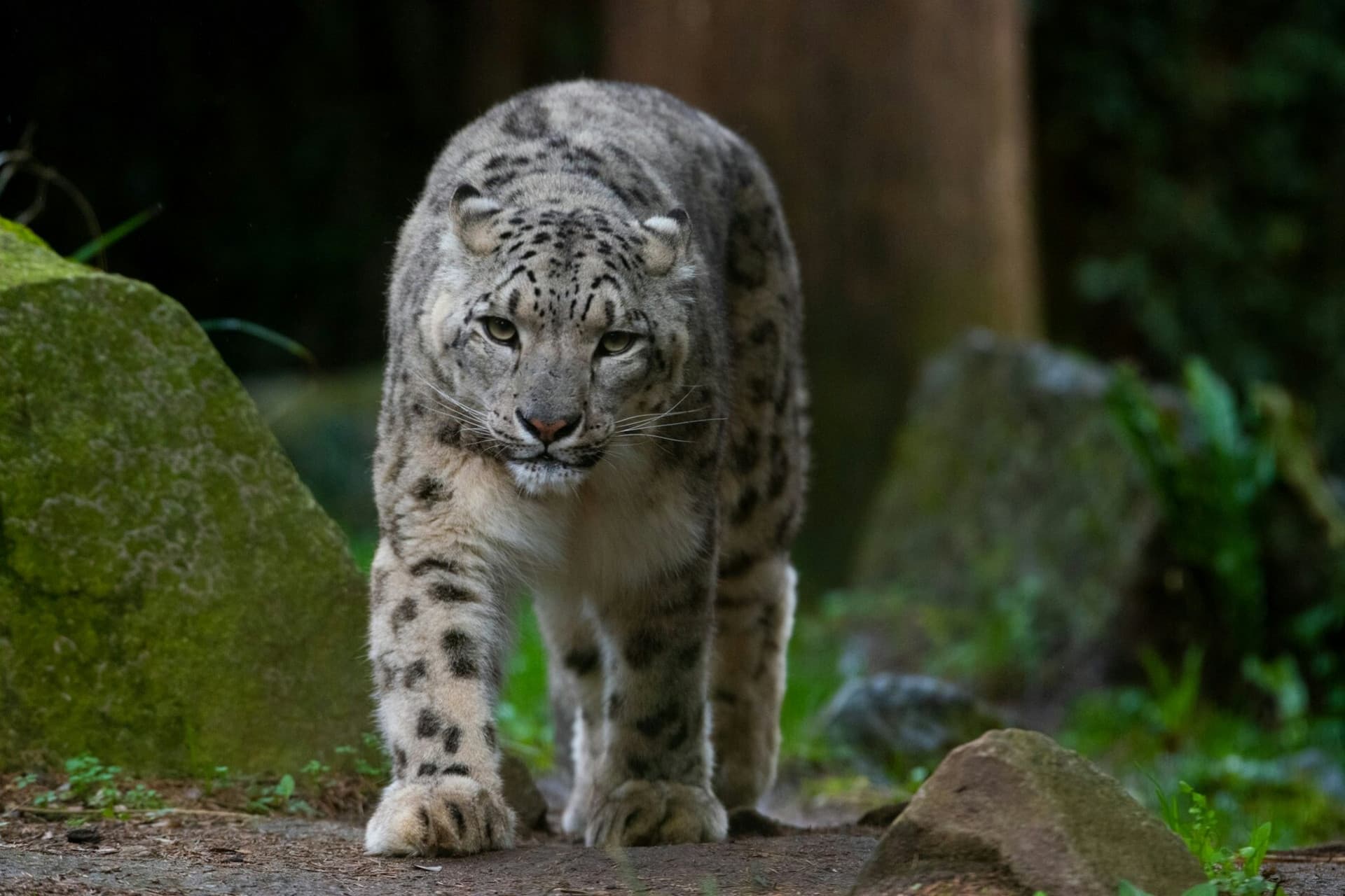 Amnéville Zoo Fast Track Ticket - تصویر 4