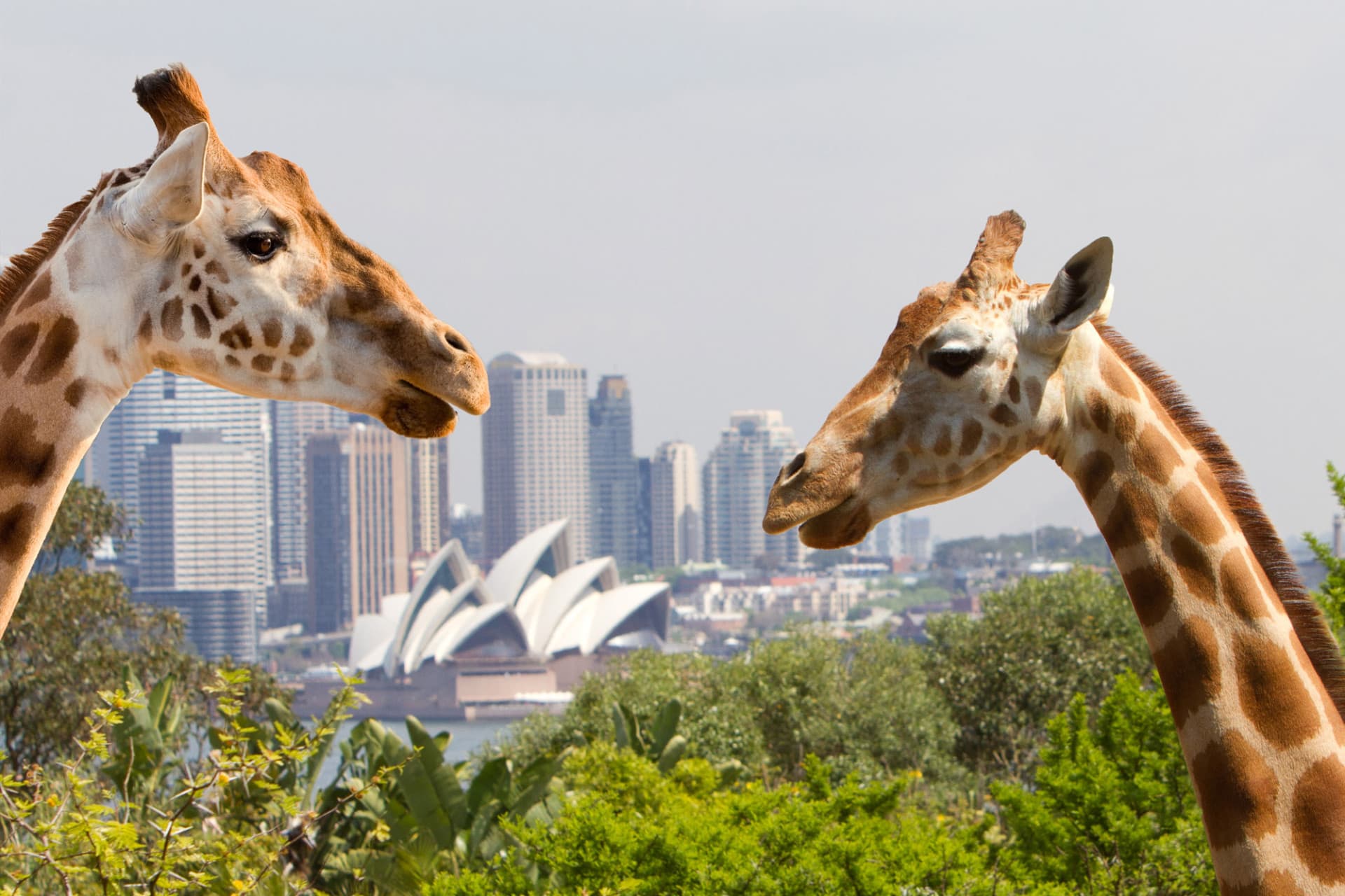 Go City Sydney Explorer Pass: Save up to 50% on Attractions - تصویر 3