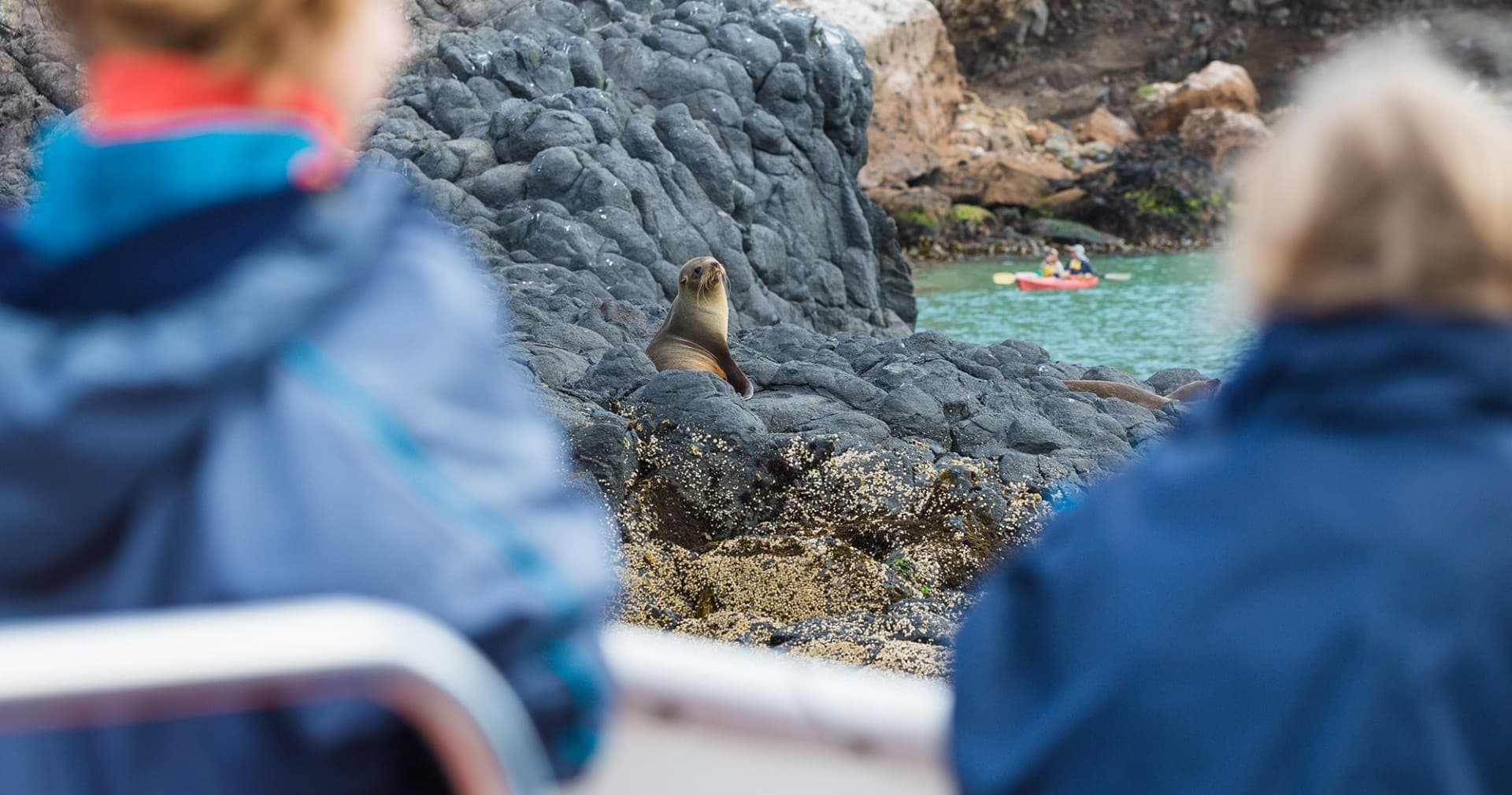 Monarch Wildlife Cruise and Peninsula Encounter Tour - تصویر 4