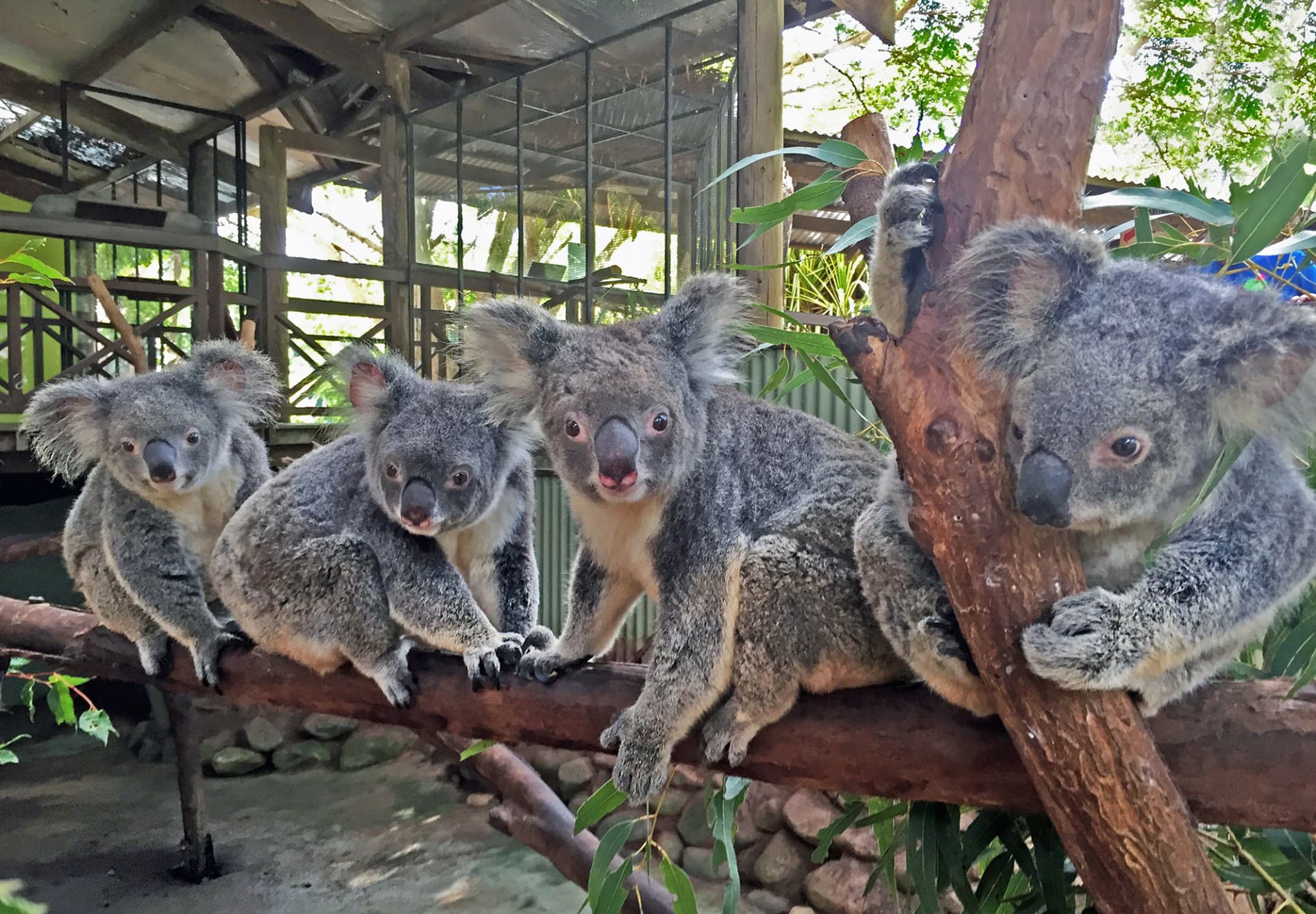 Kuranda Rainforestation Nature Park Full-Day Tour from Cairns - تصویر 12