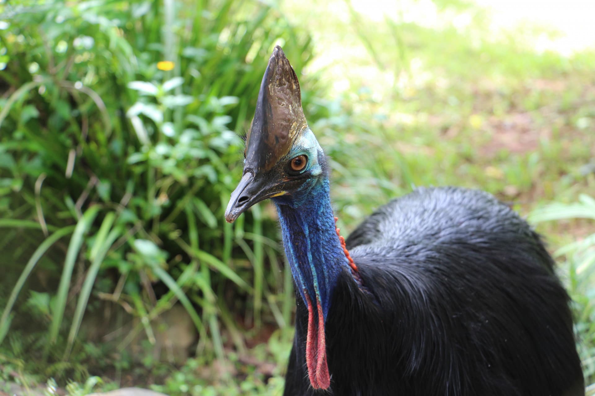 Kuranda Rainforestation Nature Park Full-Day Tour from Cairns - تصویر 16