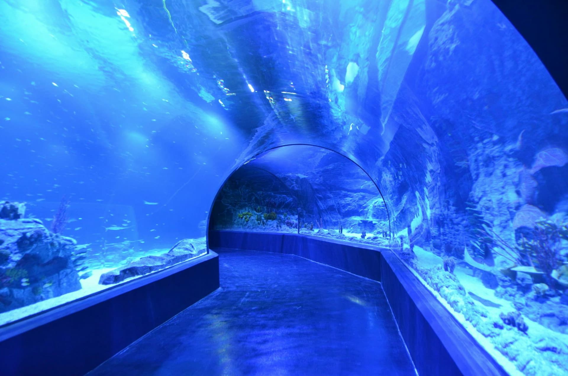 Atlantis Aquarium Madrid Ticket - تصویر 3