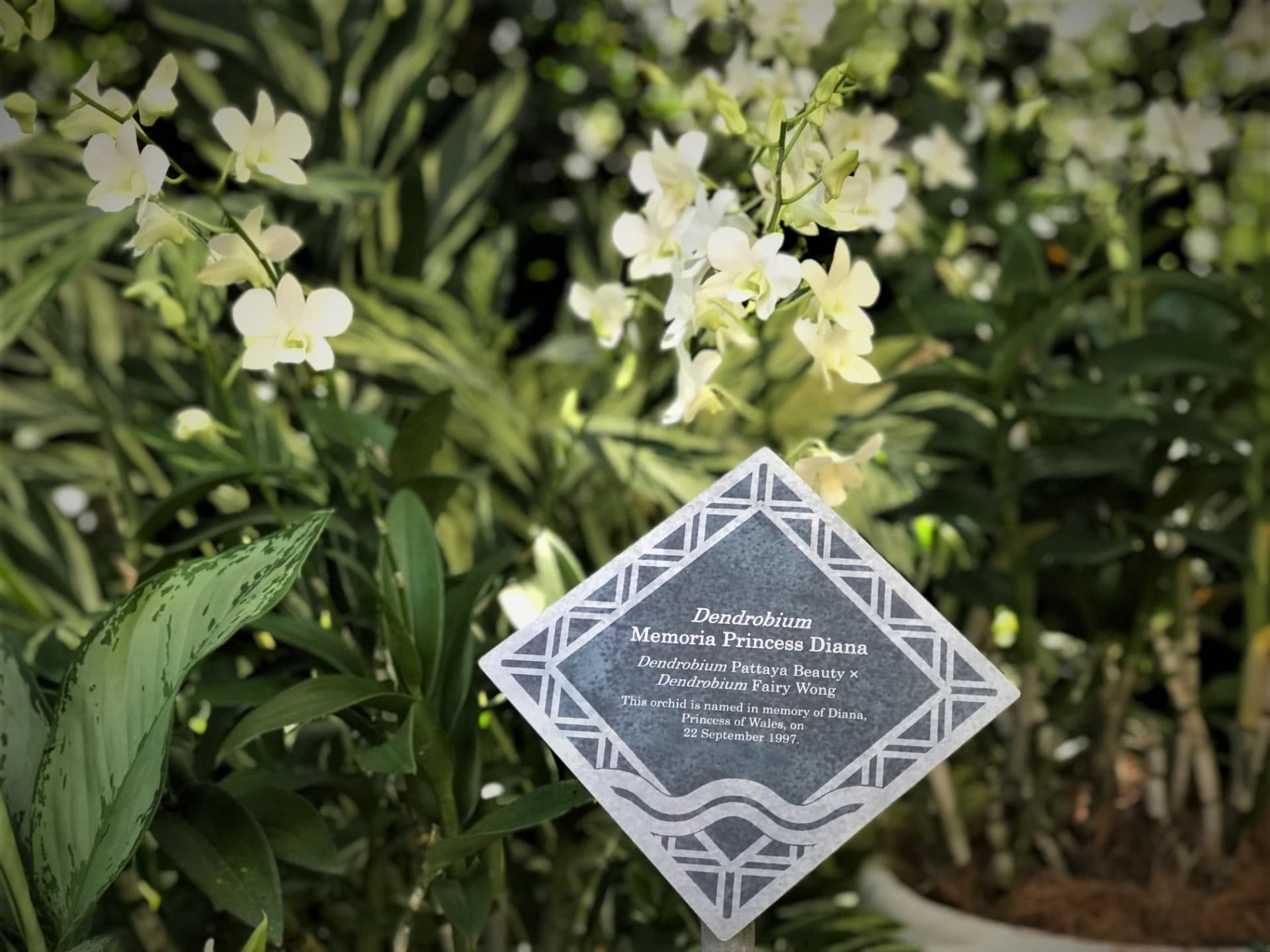 National Orchid Garden Ticket - تصویر 3