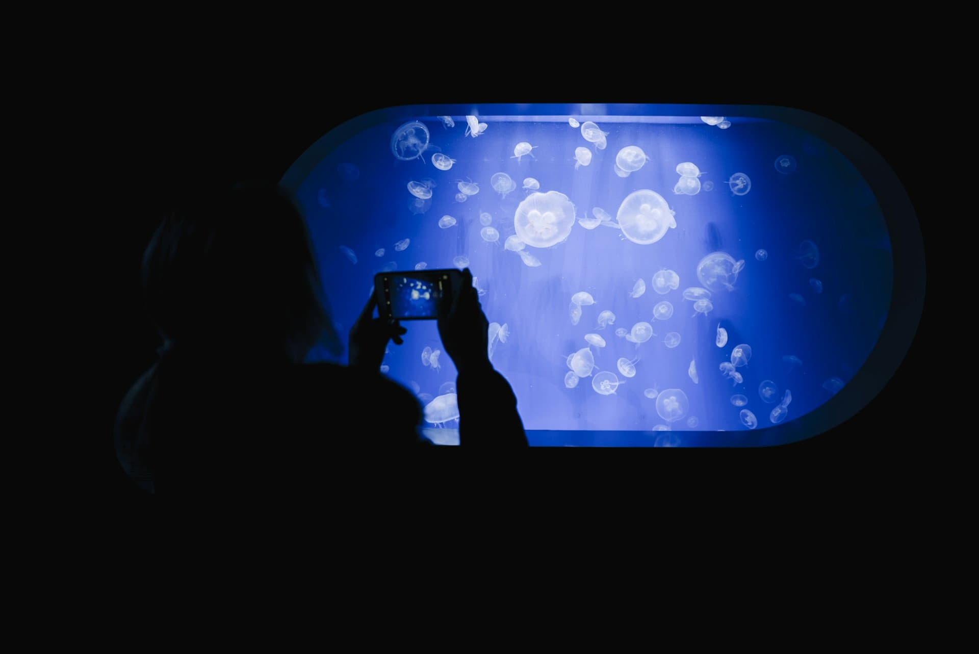 Oceanogràfic de Valencia Ticket - تصویر 3