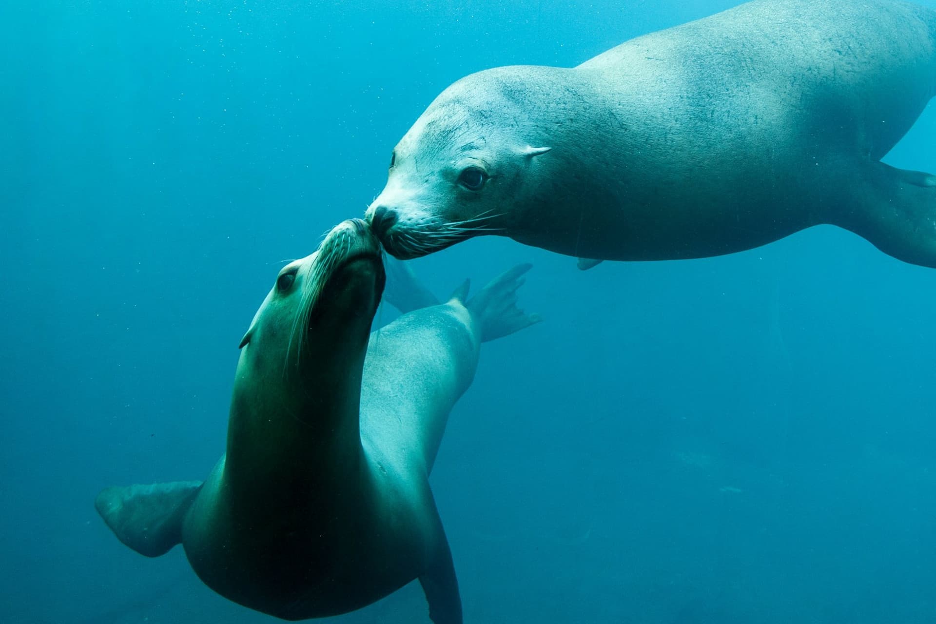 Nausicaa: Skip The Line Ticket - تصویر 9