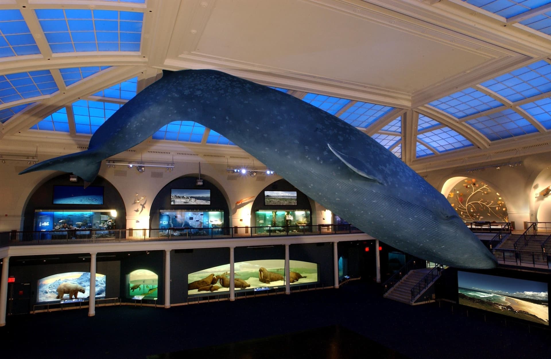 American Museum of Natural History Ticket - تصویر 5