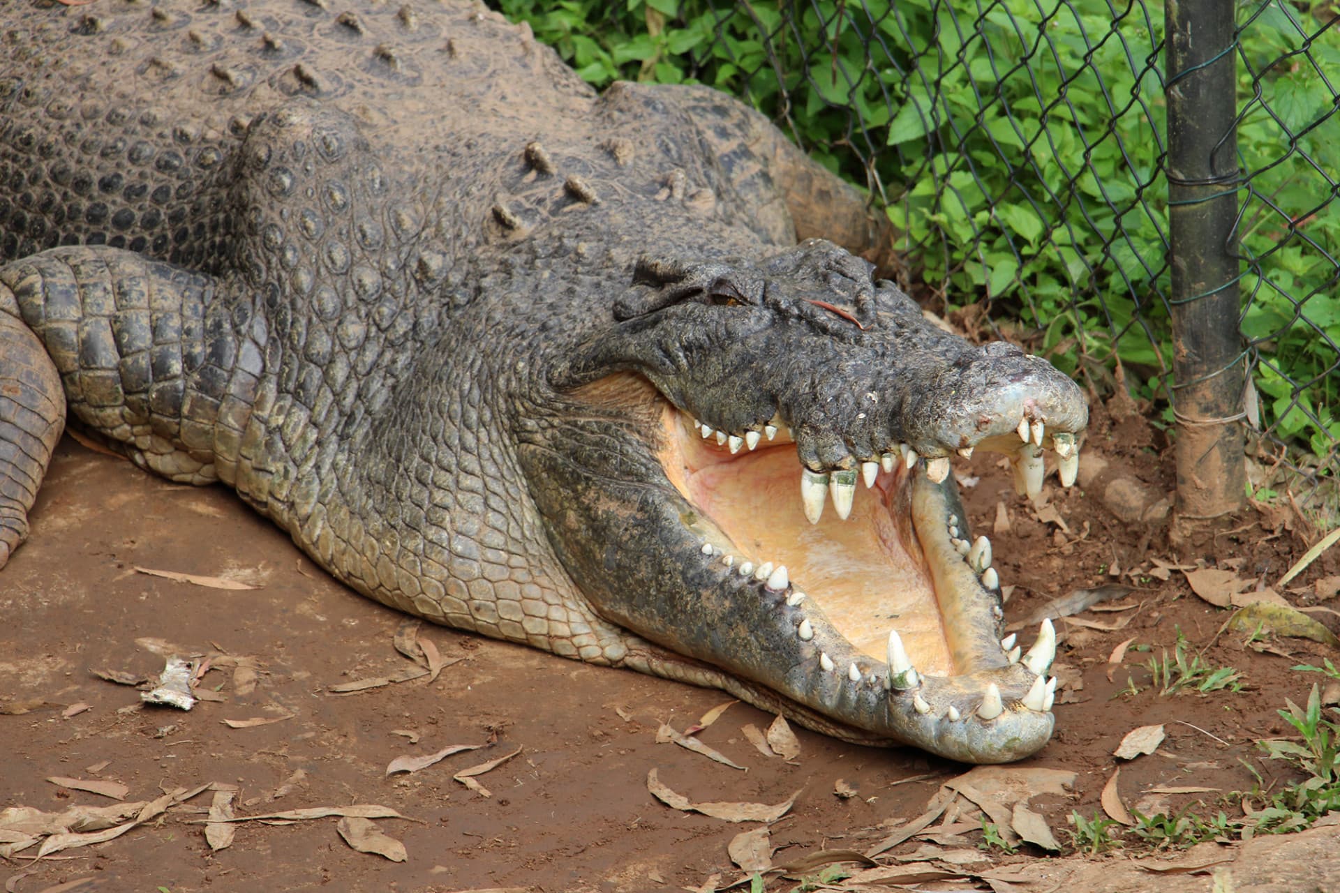 Kuranda Rainforestation Nature Park Full-Day Tour from Cairns - تصویر 19