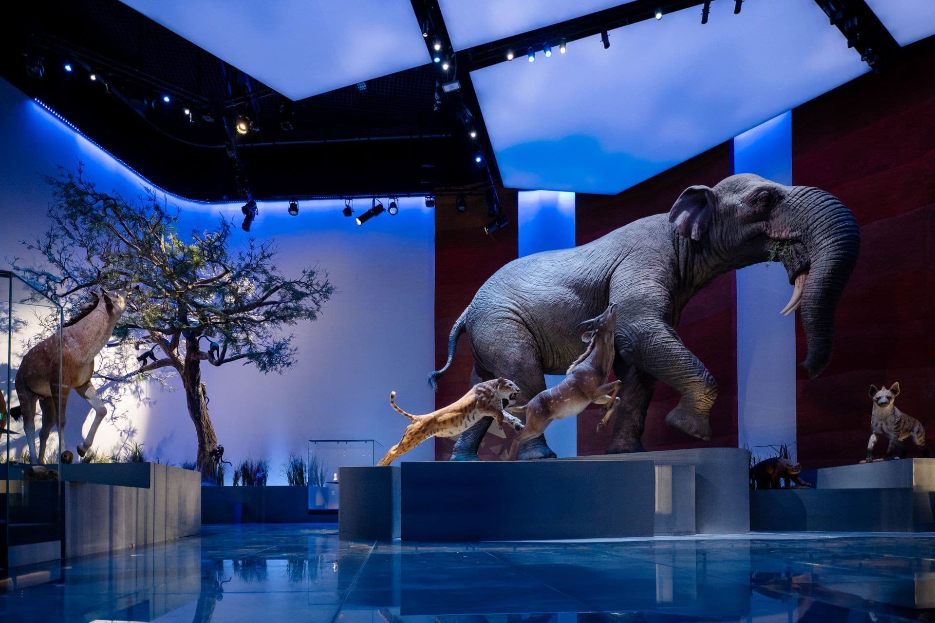 Museum Pass: Zayed National Museum + Natural History Museum Abu Dhabi Tickets - تصویر 9