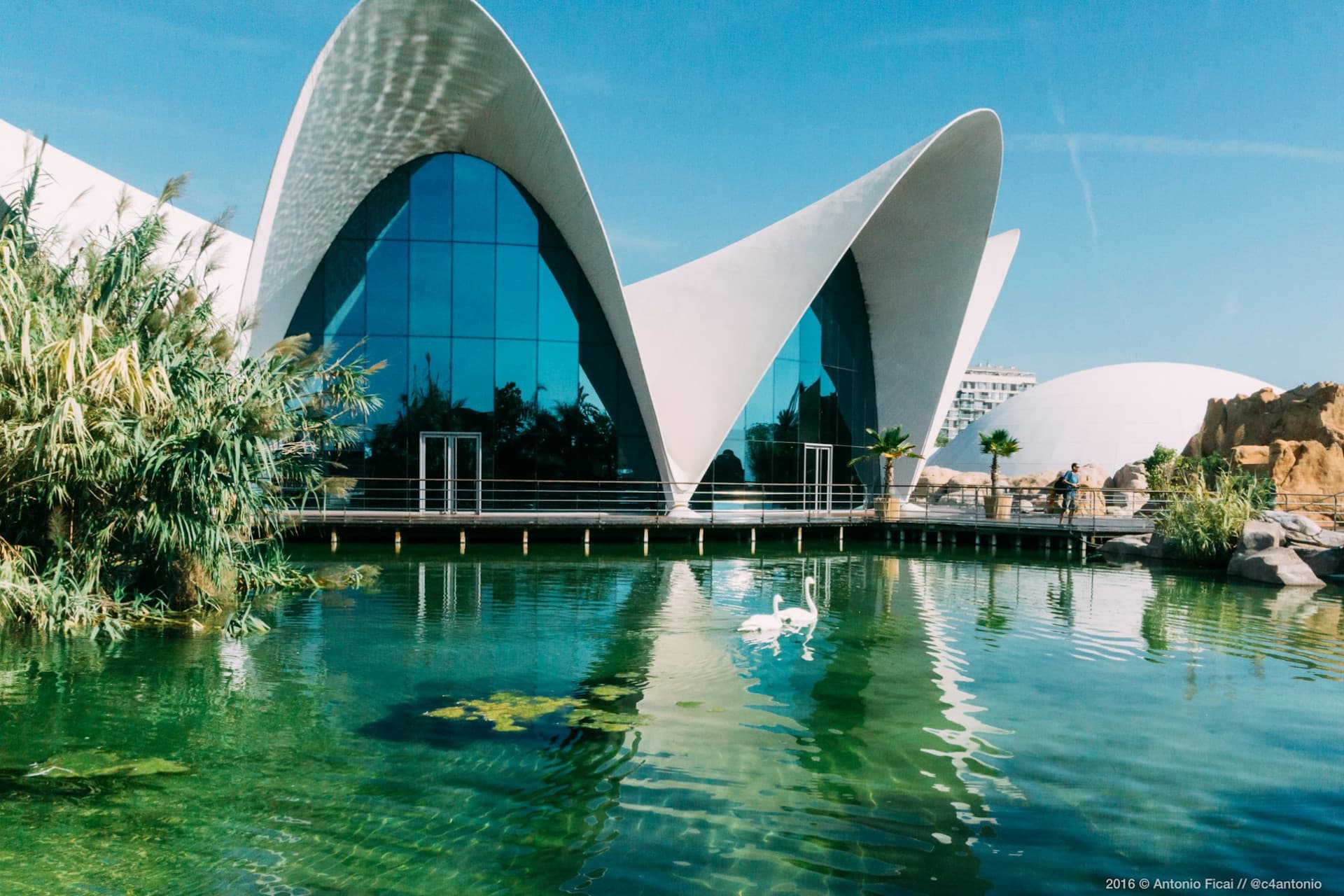 Oceanogràfic de Valencia Ticket - تصویر اصلی