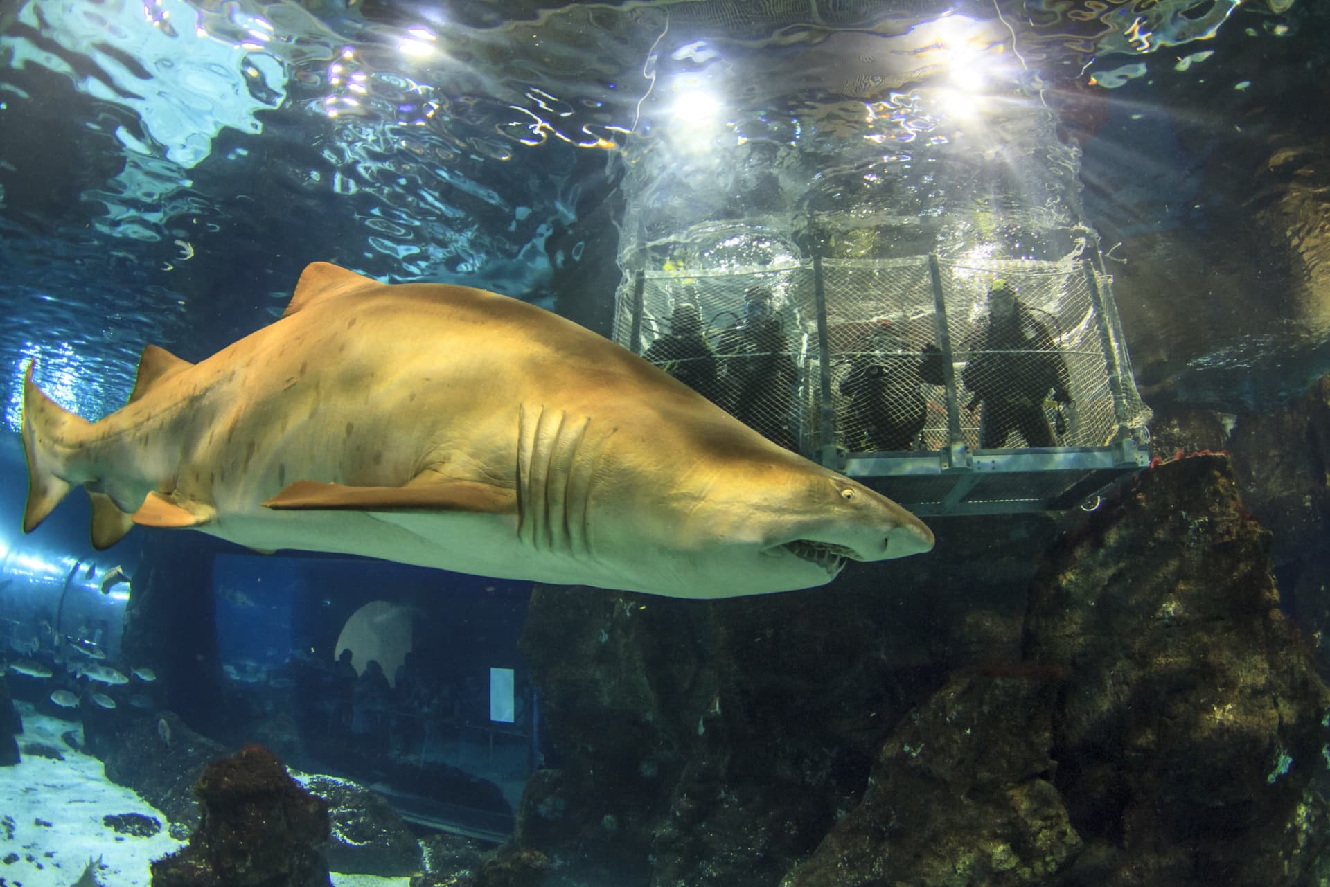 Barcelona Aquarium Ticket - تصویر اصلی