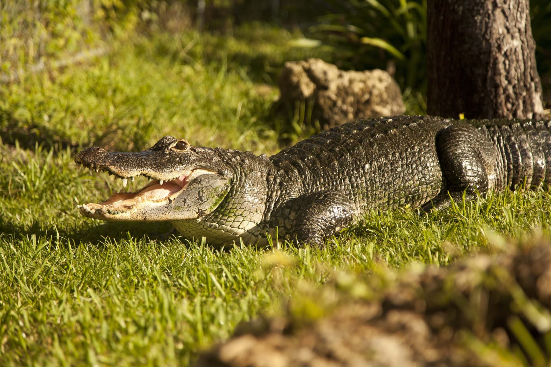 Miami Full-Day Combo: 75 min cruise + Everglades Airboat Tour + Double Decker Bus - تصویر 6