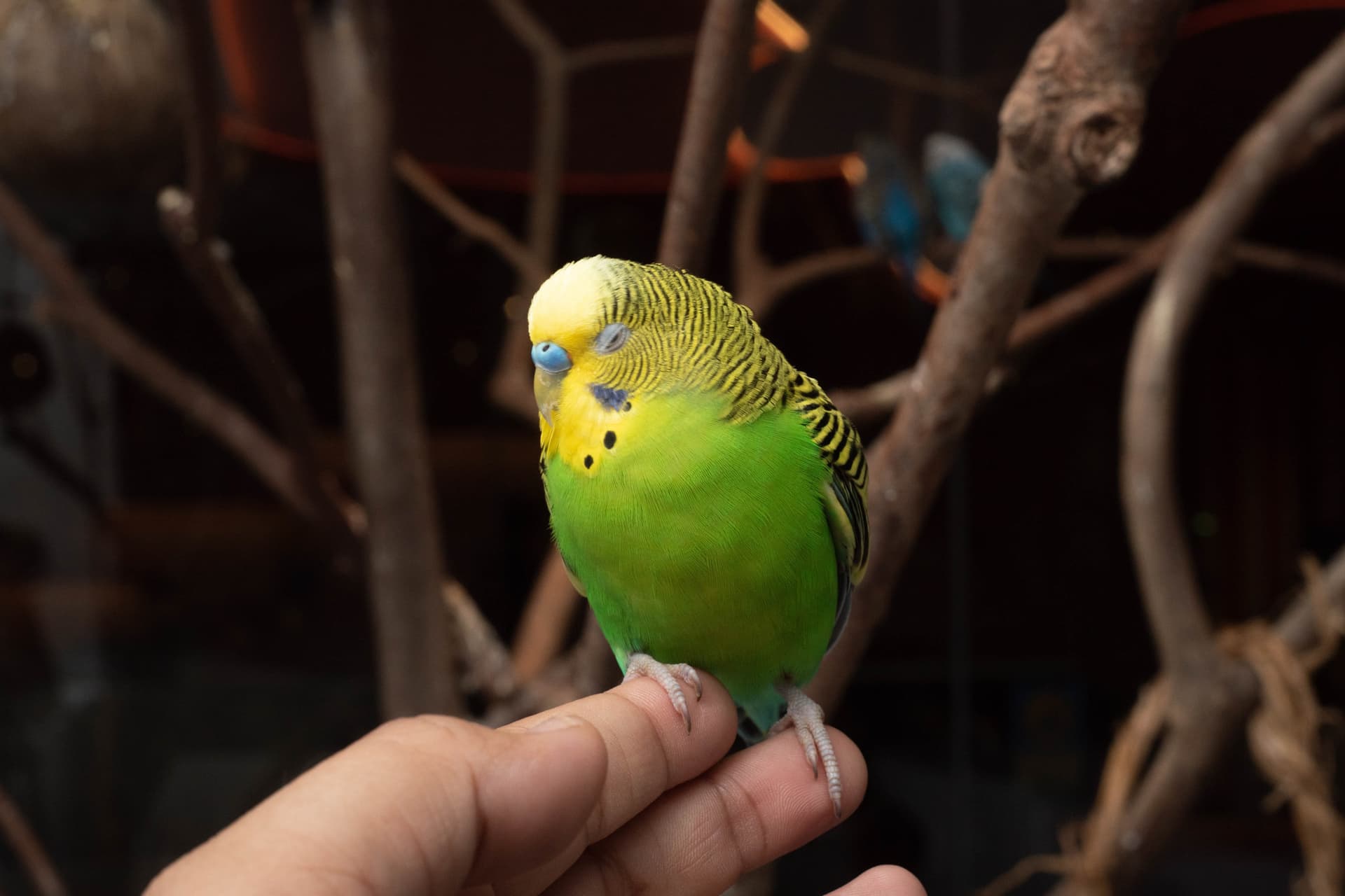 Just Farm Indoor Zoo Kuala Lumpur  (Previously Known As Just Pets Megastore) - تصویر 18