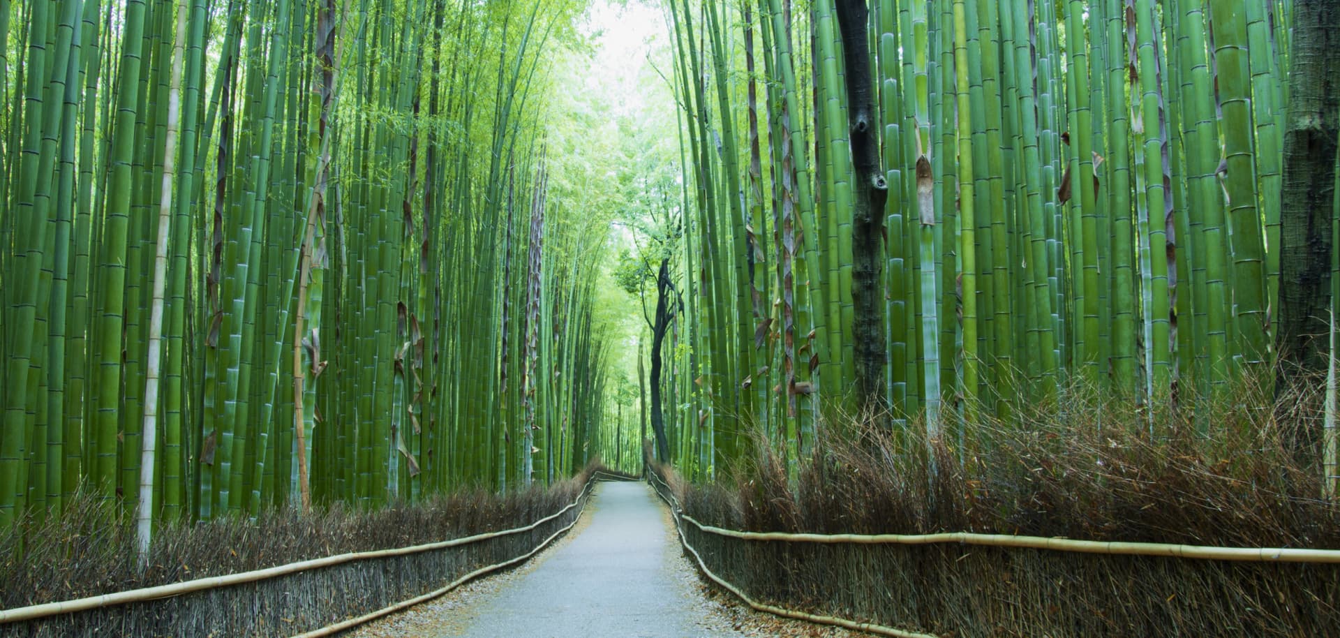 Kansai Railway Pass Lite - تصویر 8