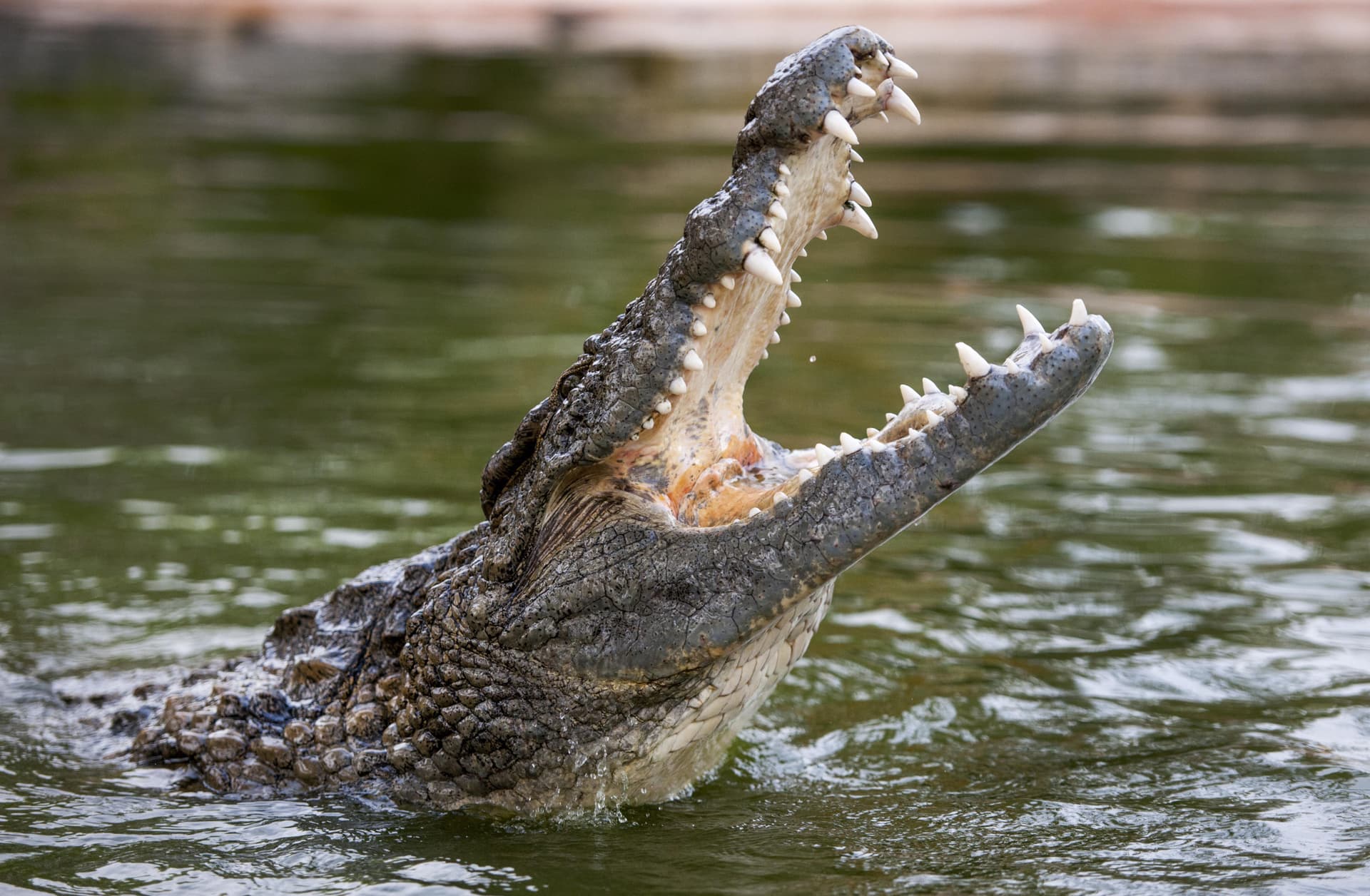 Dubai Crocodile Park - تصویر اصلی