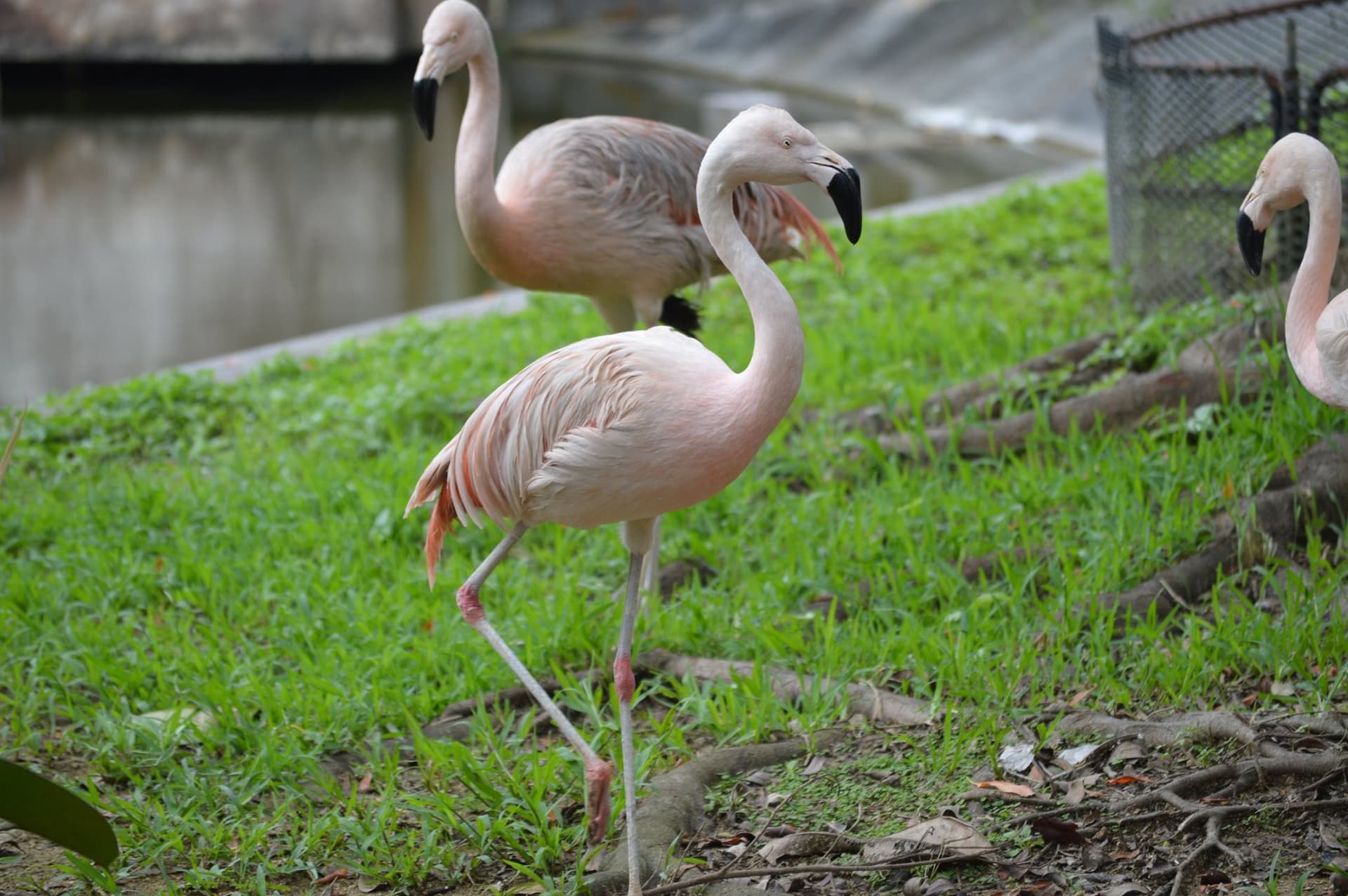 Okinawa Southeast Botanical Gardens - تصویر 32