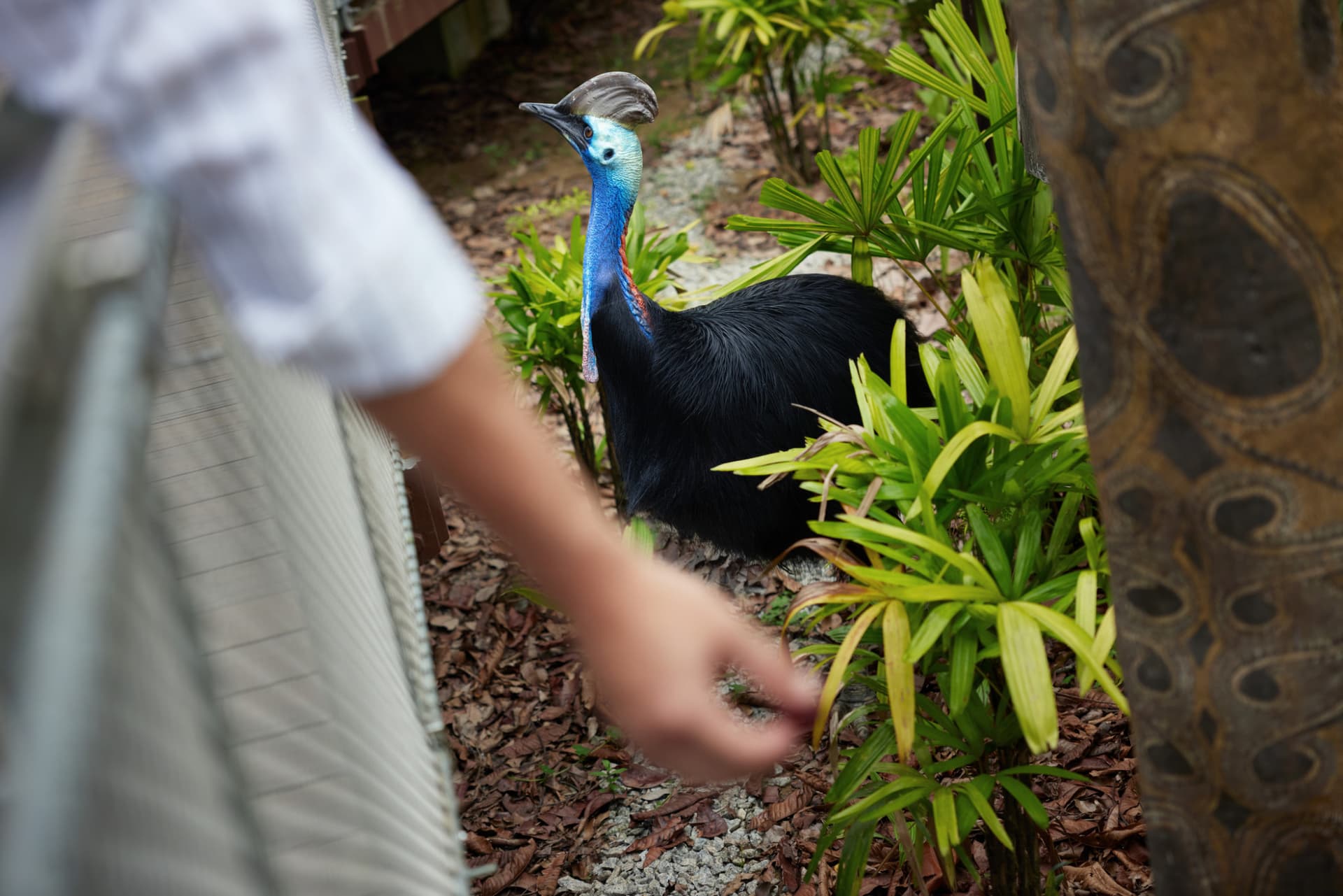 Singapore Bird Paradise Ticket - تصویر 10