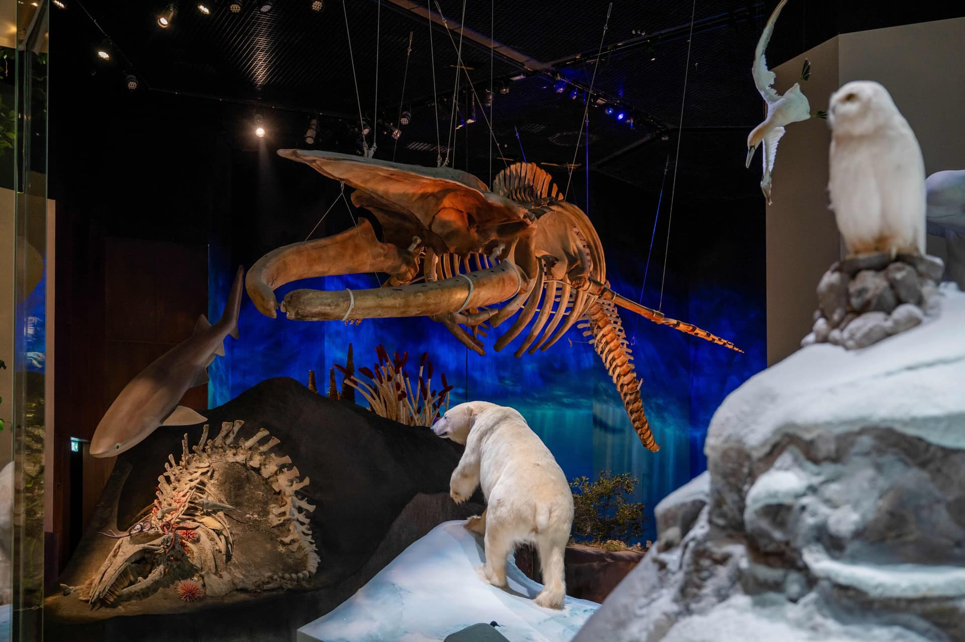 Museum Pass: Zayed National Museum + Natural History Museum + Louvre Abu Dhabi Tickets - تصویر 8