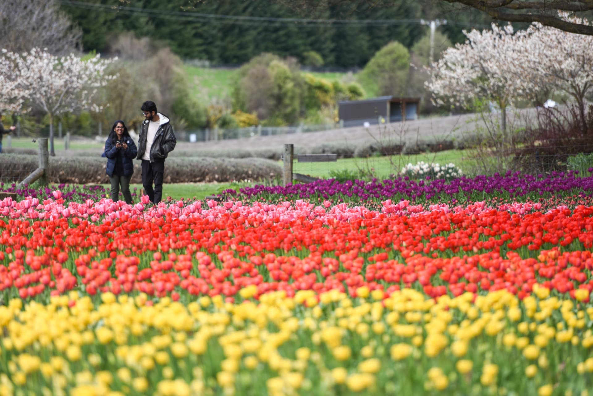 Wanaka Lavender Farm Ticket - تصویر 3