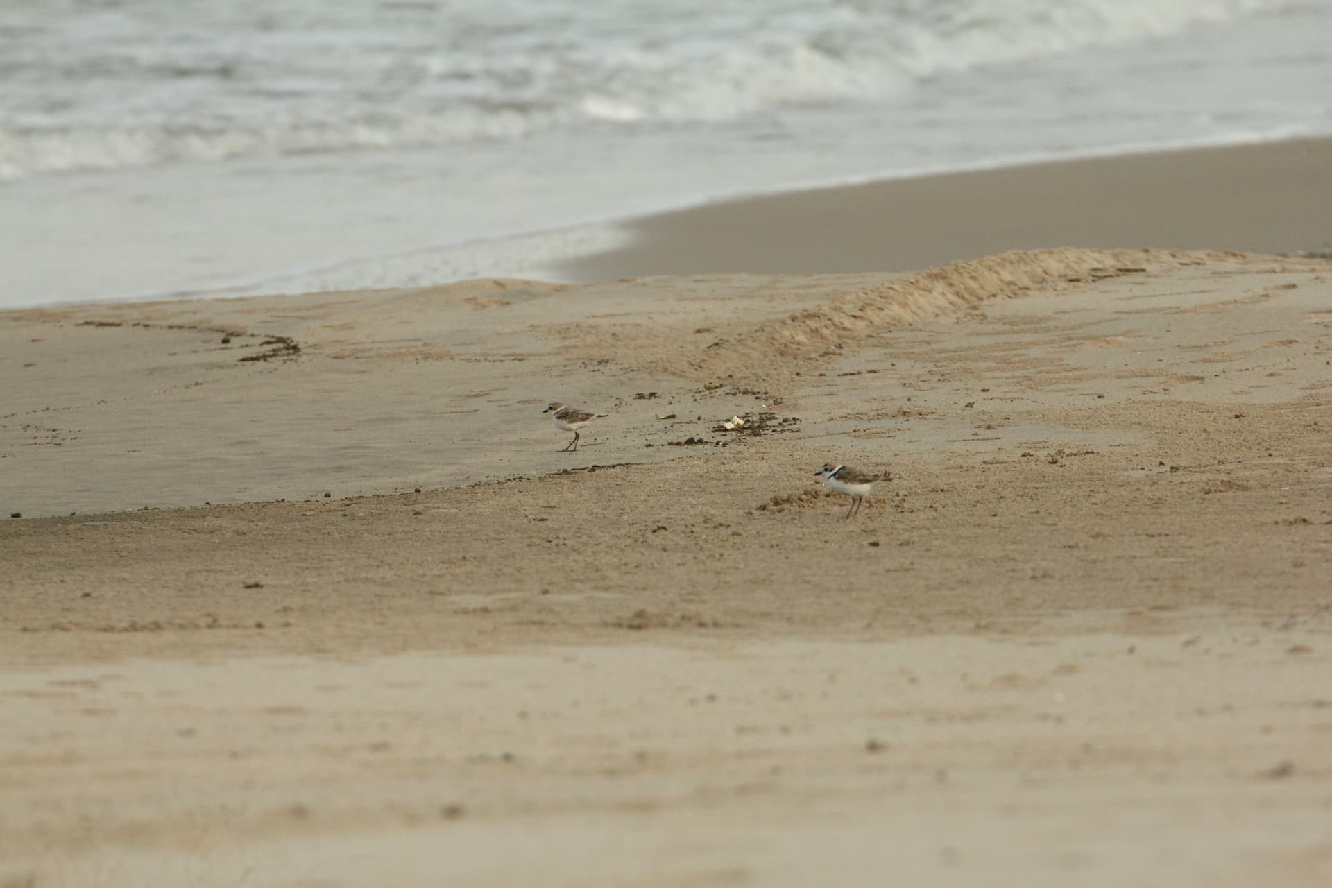 Desaru Beach and Tide Pool Walk - تصویر 41