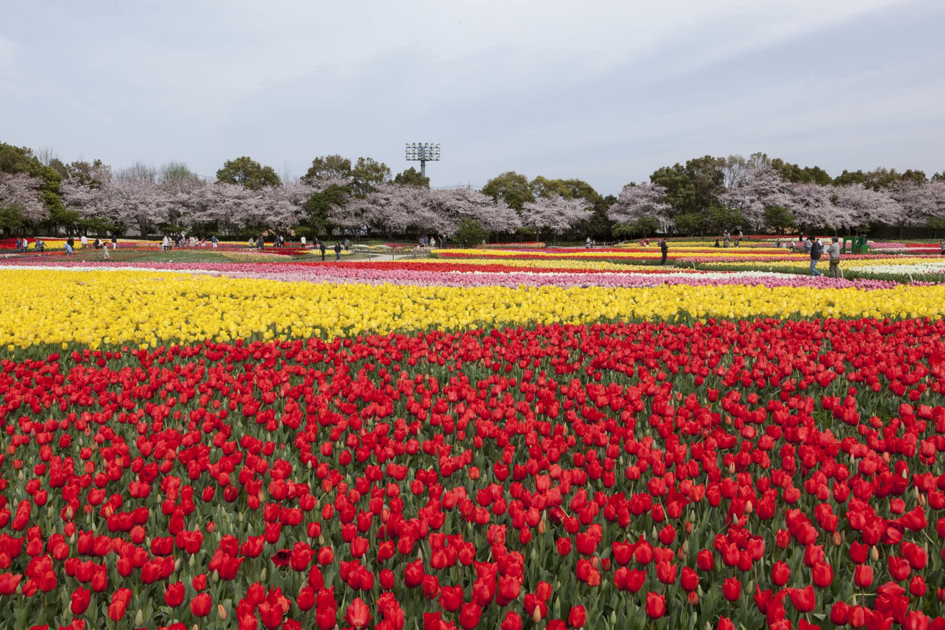 Kintetsu Rail Pass - Train & Bus Pass in Osaka, Nara, Kyoto, Mie (Ise Shima), Nagoya - تصویر 6