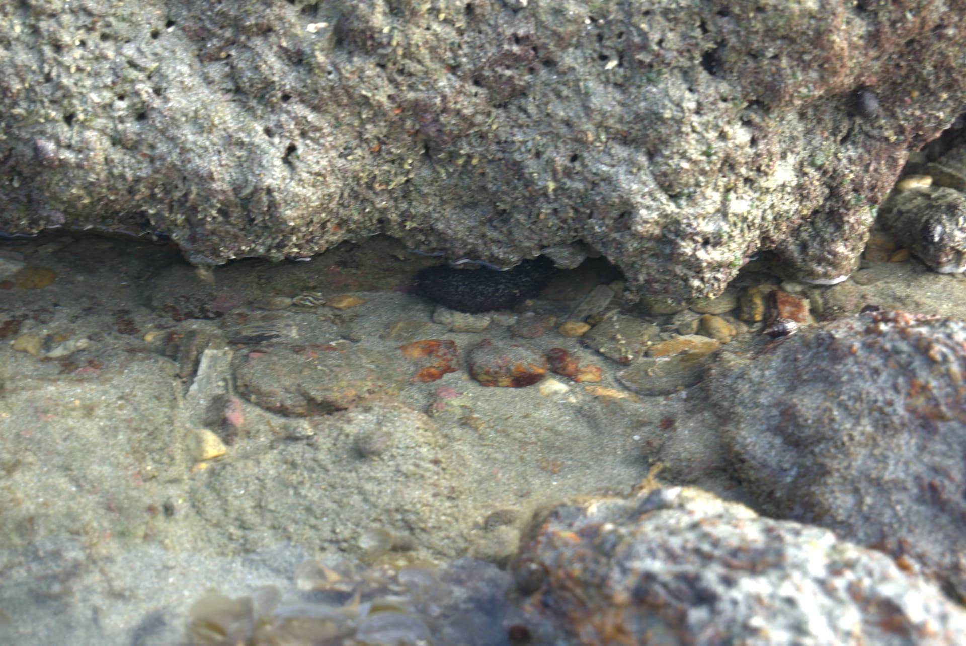 Desaru Beach and Tide Pool Walk - تصویر 27