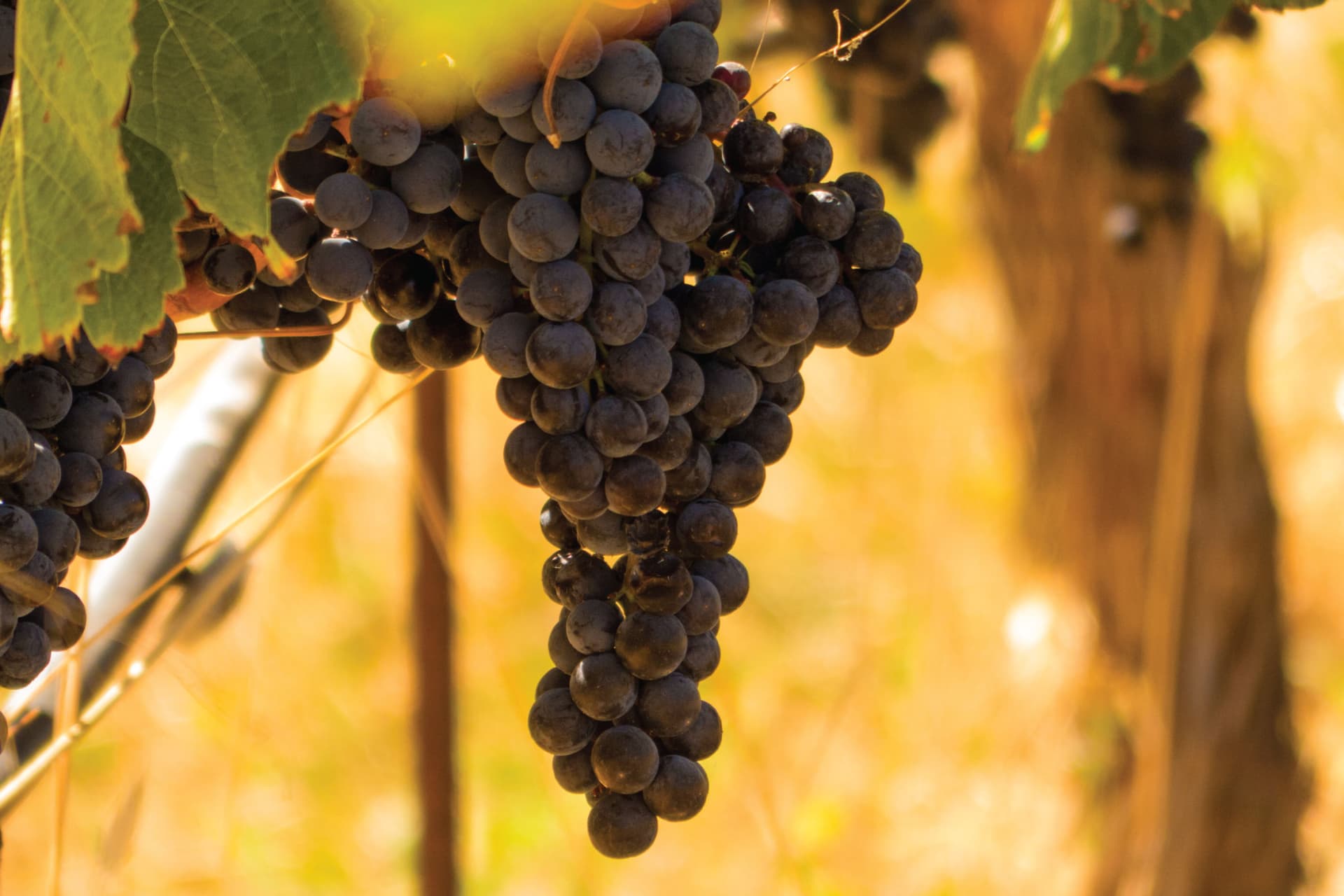 San Francisco Half-Day Wine Country Tour - تصویر 5