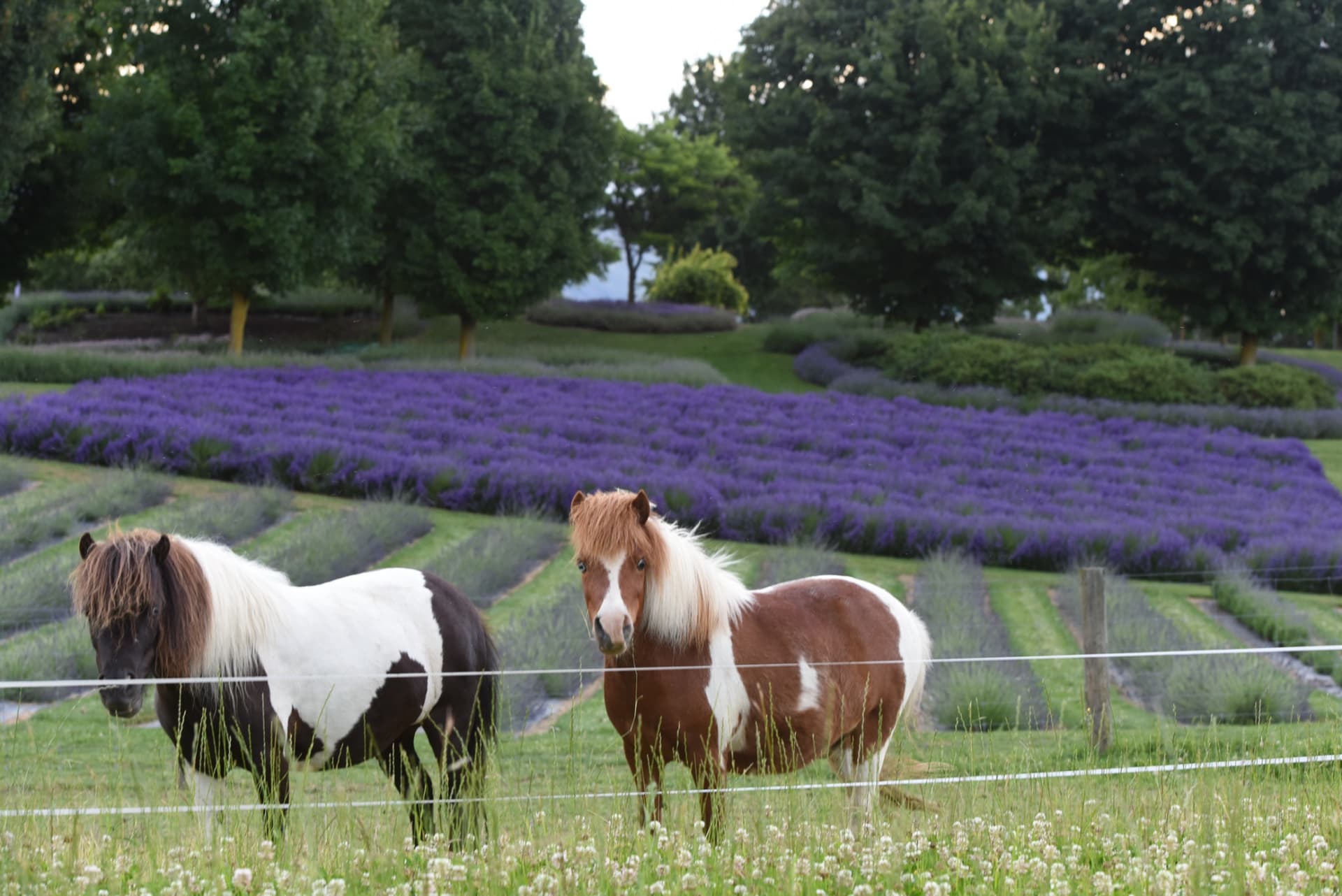 Wanaka Lavender Farm Ticket - تصویر اصلی