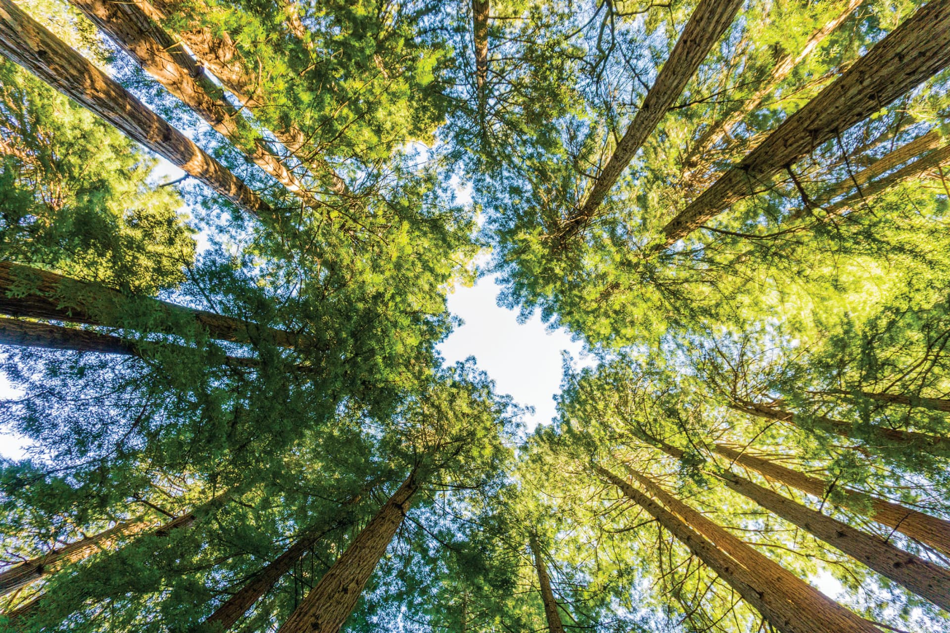 San Francisco Woods & Wine Country Full-Day Tour - تصویر 4