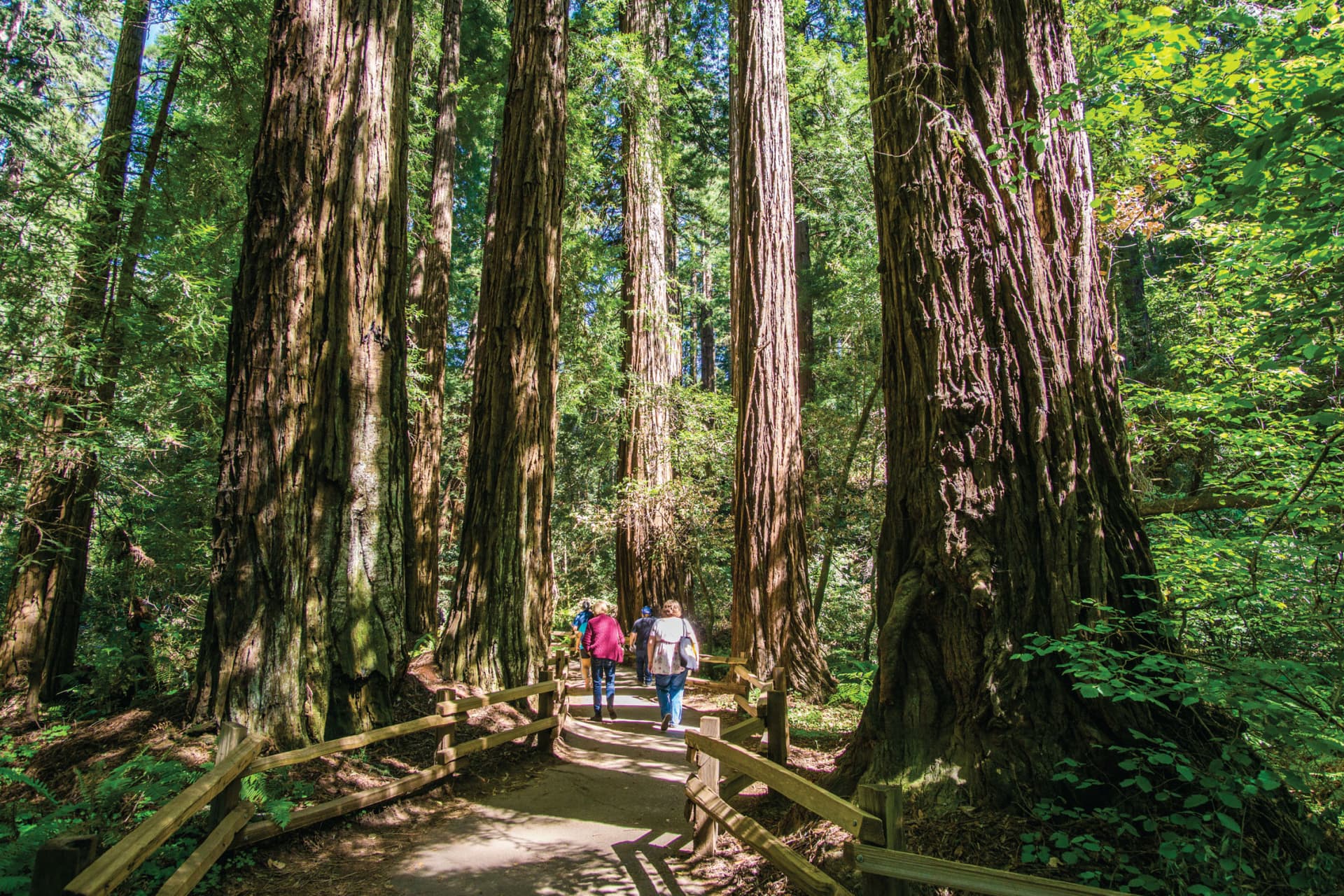 San Francisco Woods & Wine Country Full-Day Tour - تصویر 5