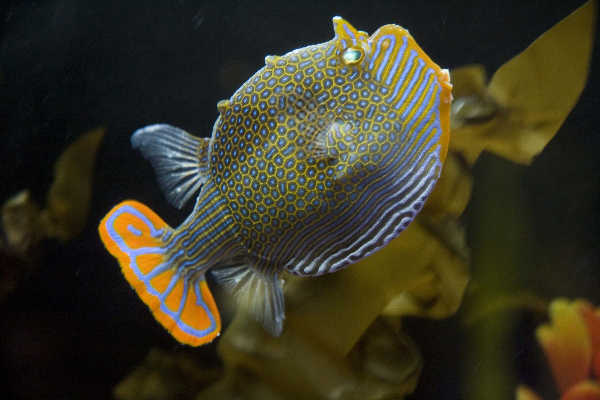 SEA LIFE Melbourne Aquarium Direct Entry Ticket - تصویر 9