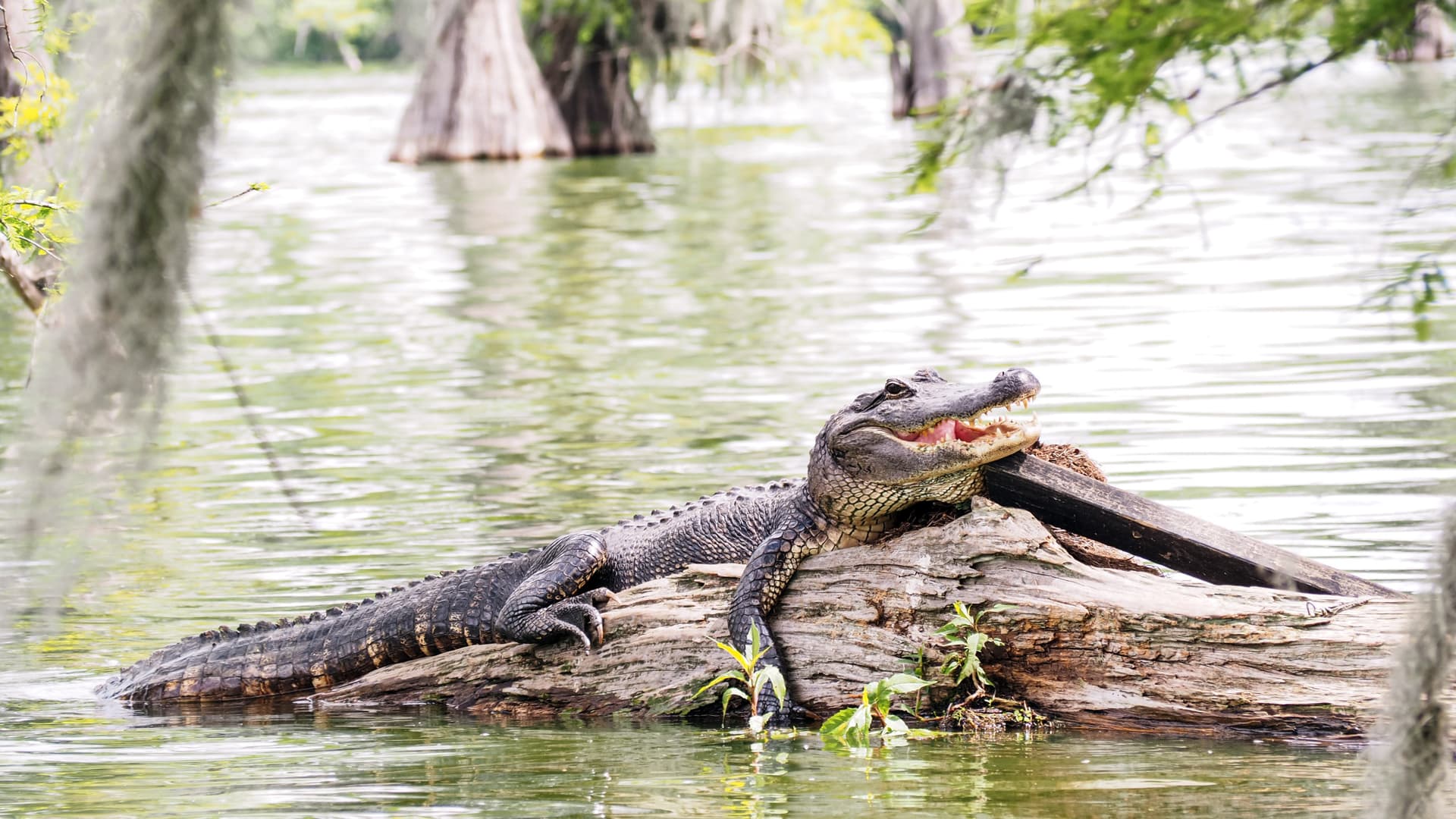 Go City New Orleans Essentials Pass: 3 Attractions - تصویر 2