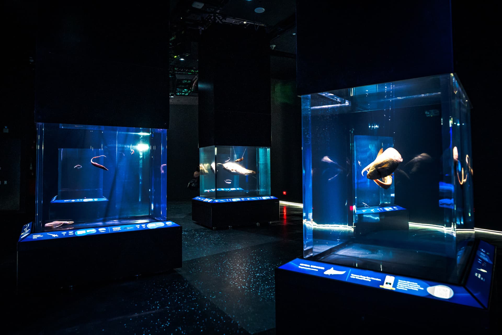 COMBO: Singapore Oceanarium + Albatross Hop-On Hop-Off Speedboat Tickets - تصویر 3