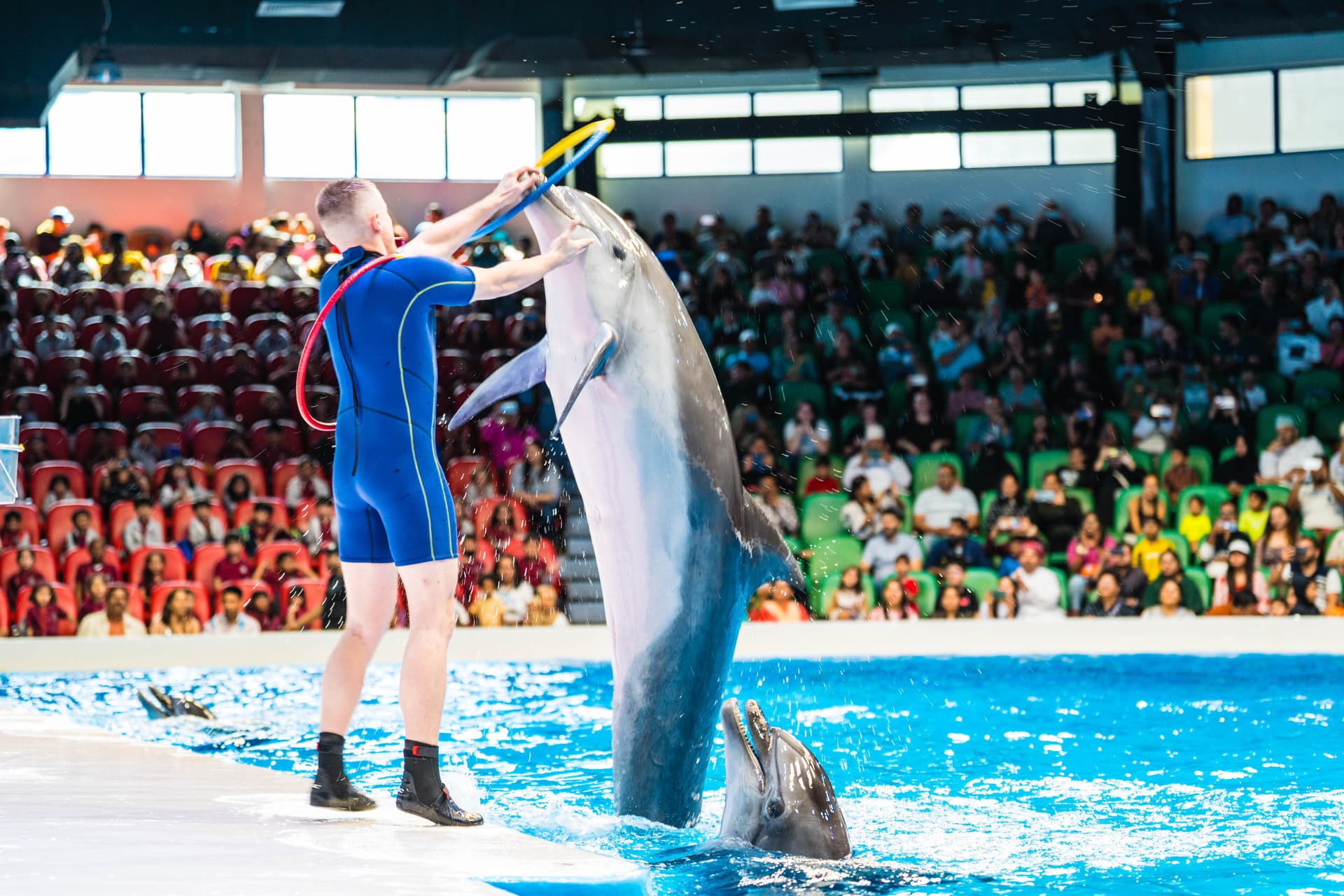 Dubai Dolphinarium Ticket - تصویر 5