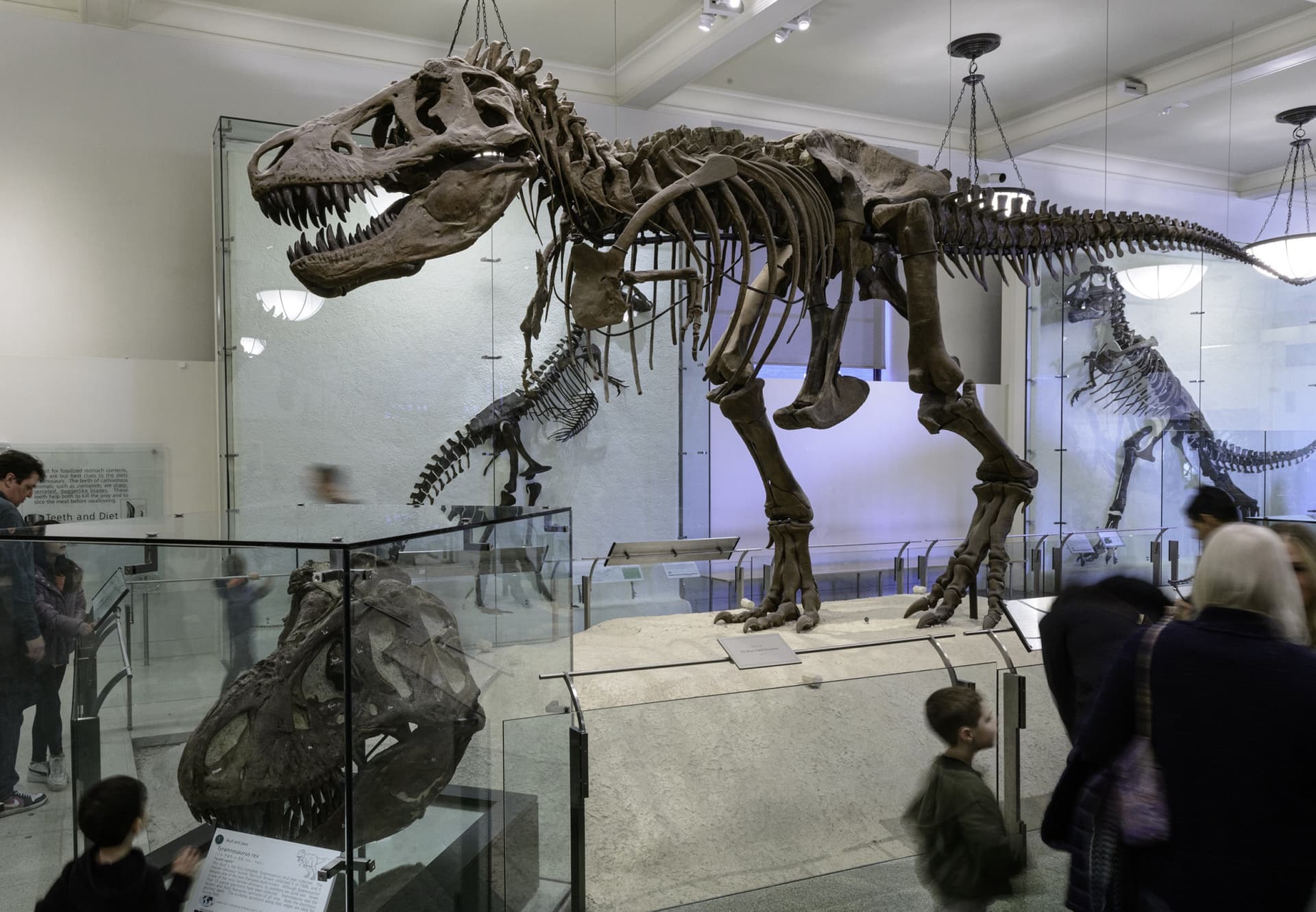 American Museum of Natural History Ticket - تصویر اصلی