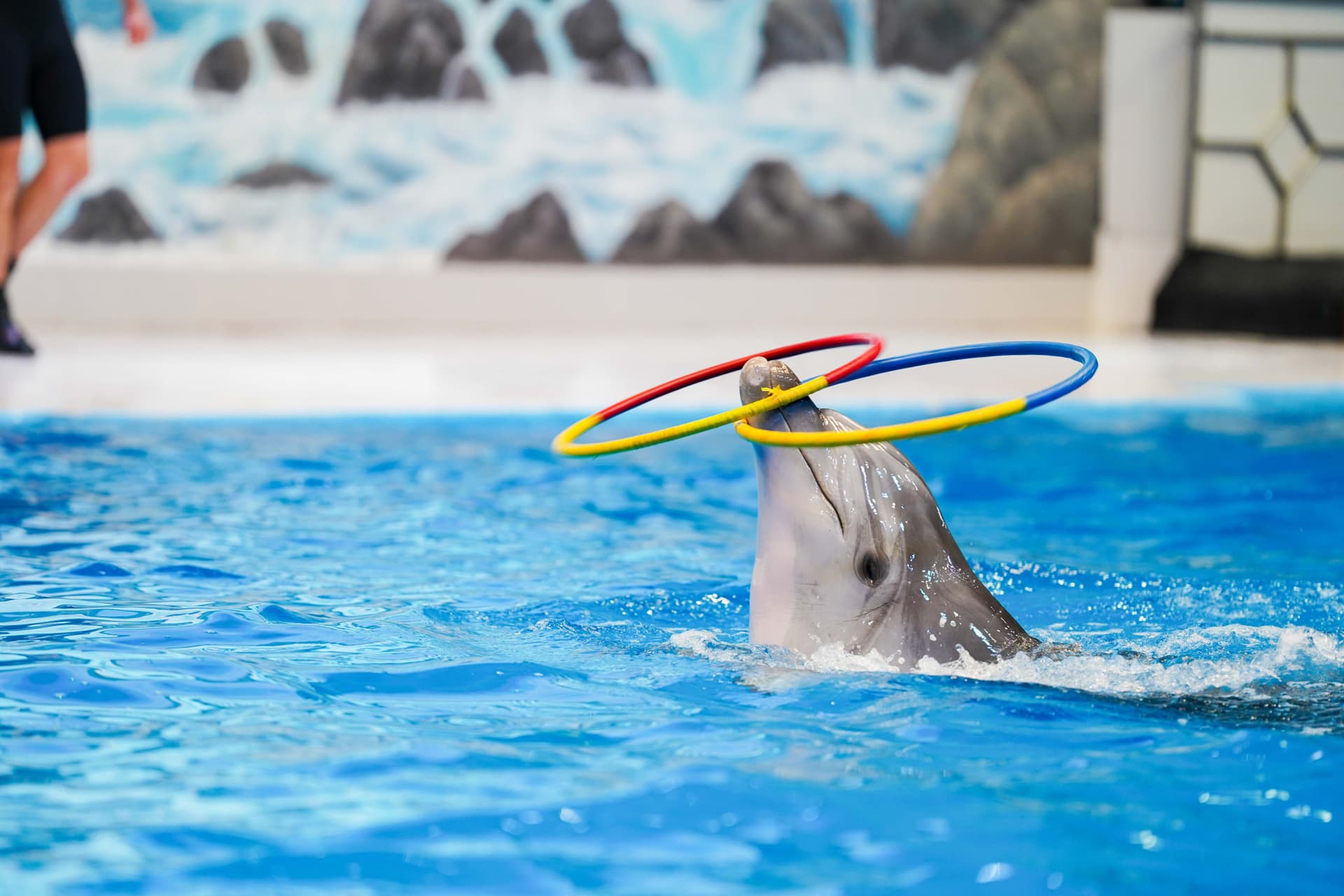 Dubai Dolphinarium Ticket - تصویر 7