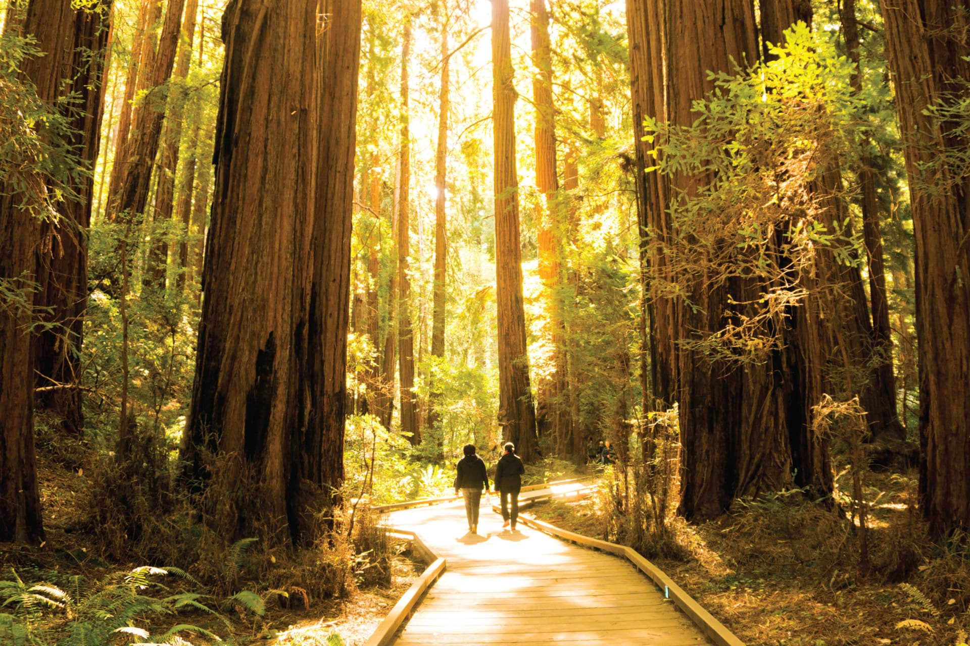 San Francisco Woods & Wine Country Full-Day Tour - تصویر 7