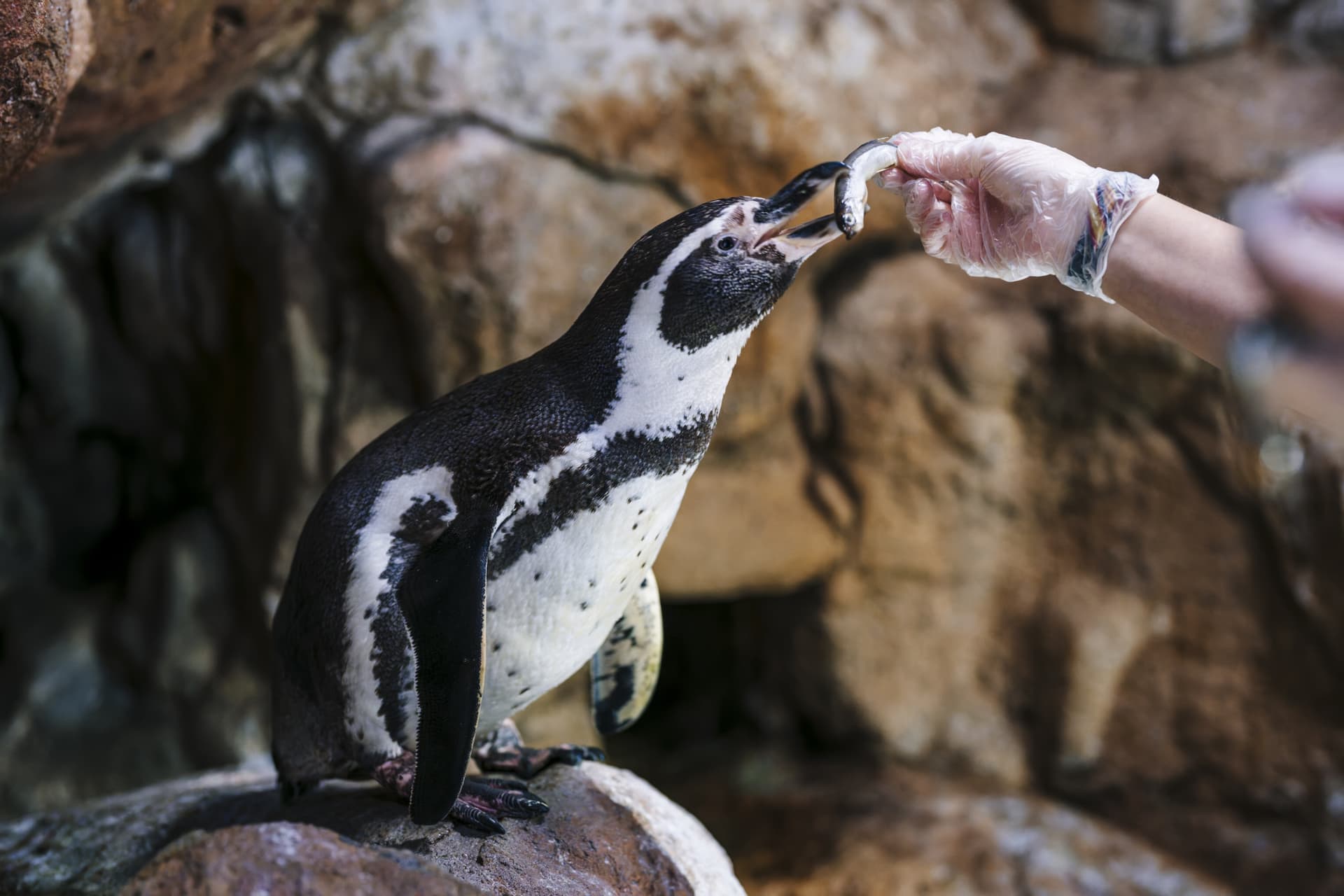 Barcelona Aquarium Ticket - تصویر 10