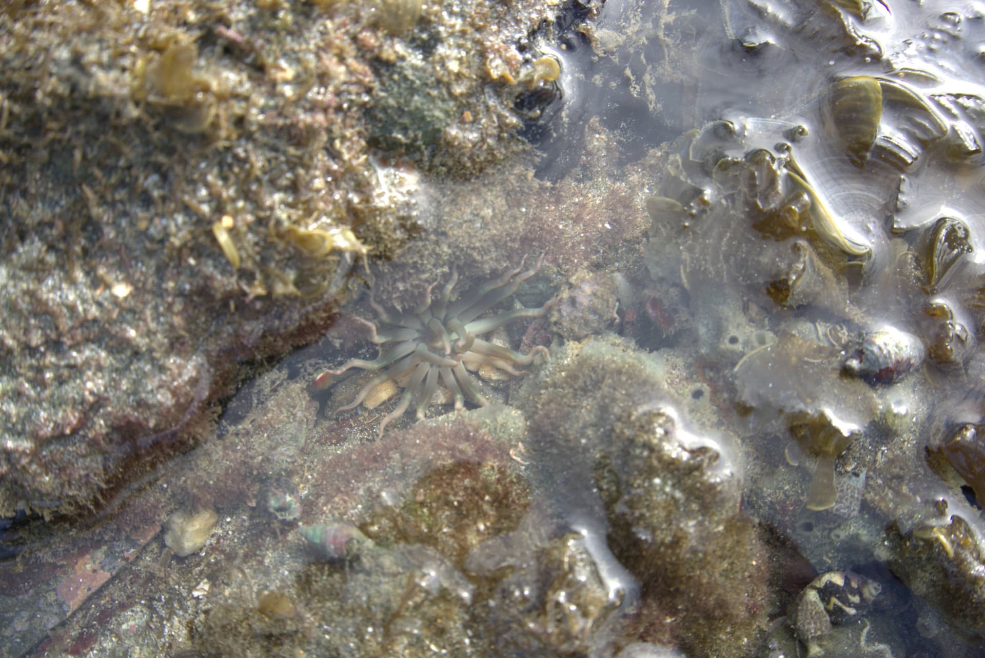 Desaru Beach and Tide Pool Walk - تصویر 35
